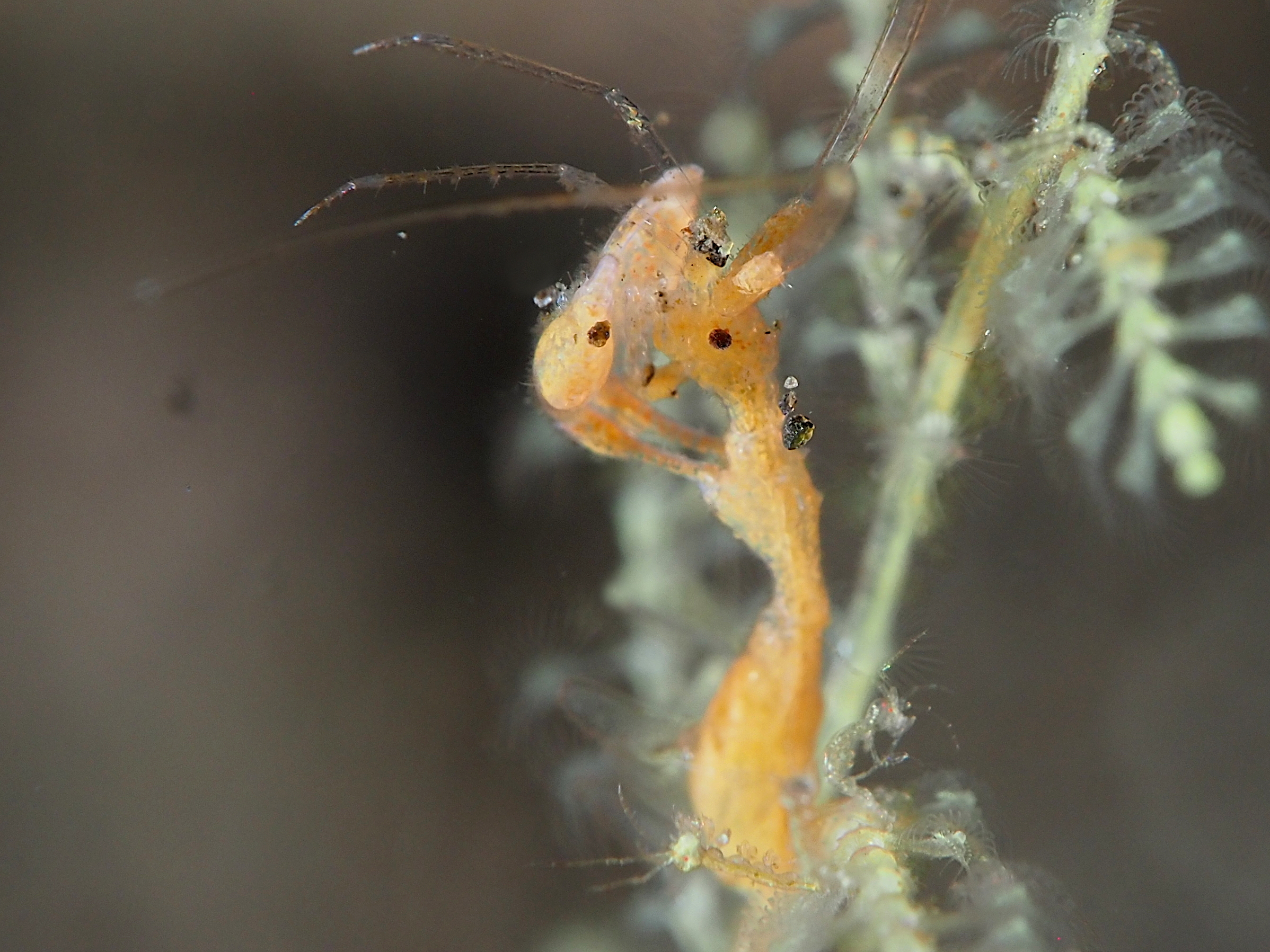 Caprella spp. - Caprella spp.