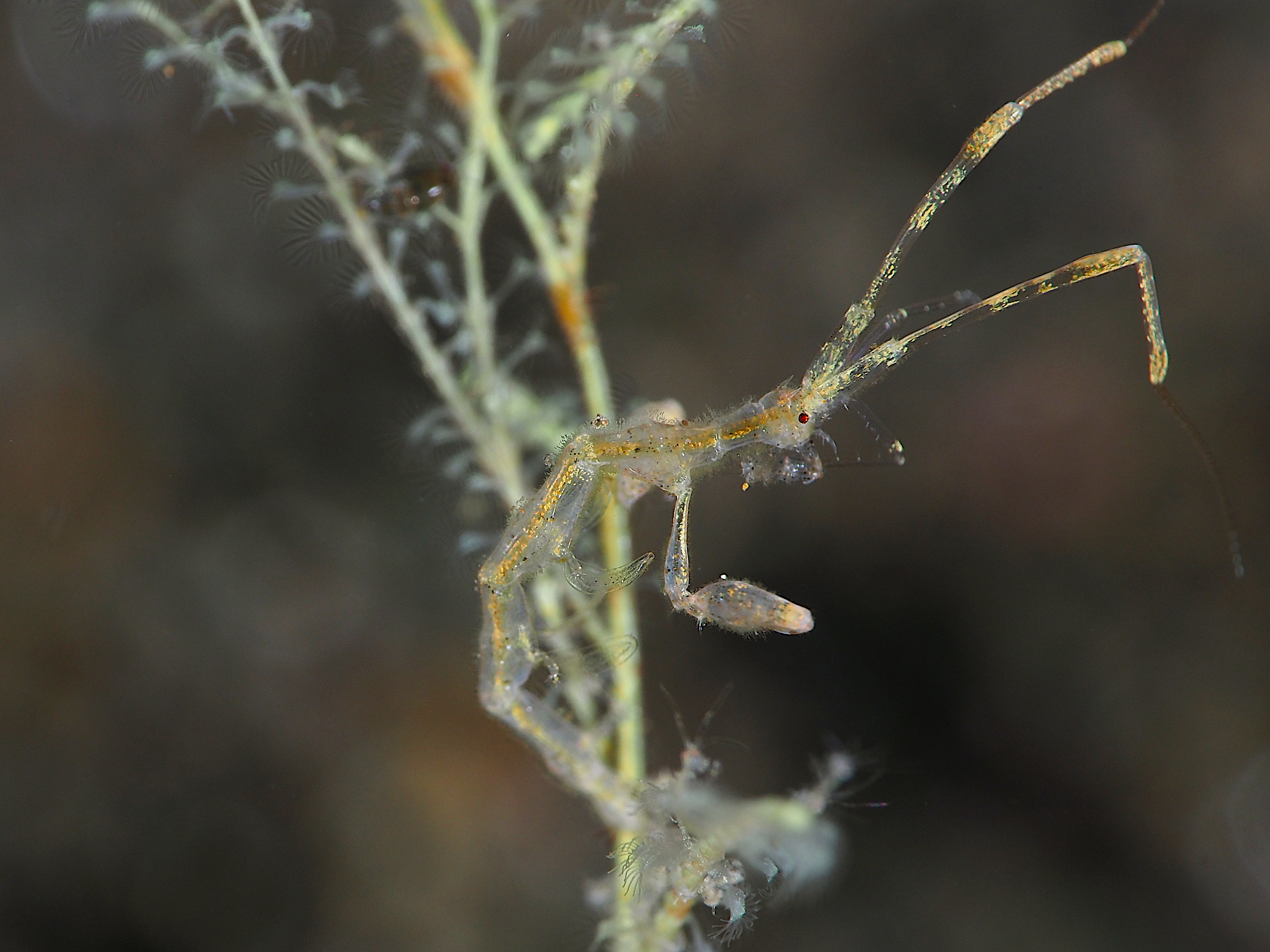 Caprella spp. - Caprella spp.