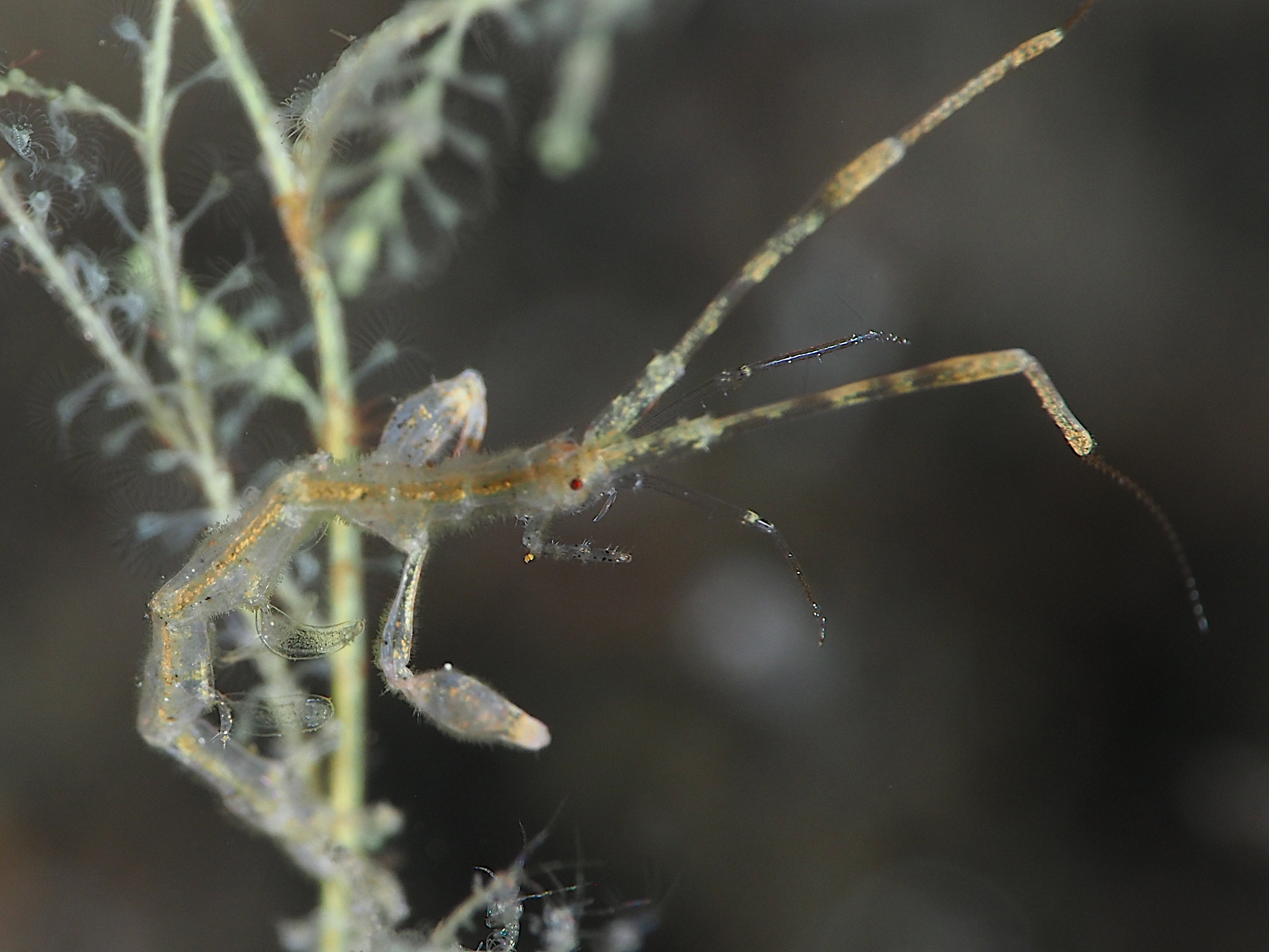 Caprella spp. - Caprella spp.