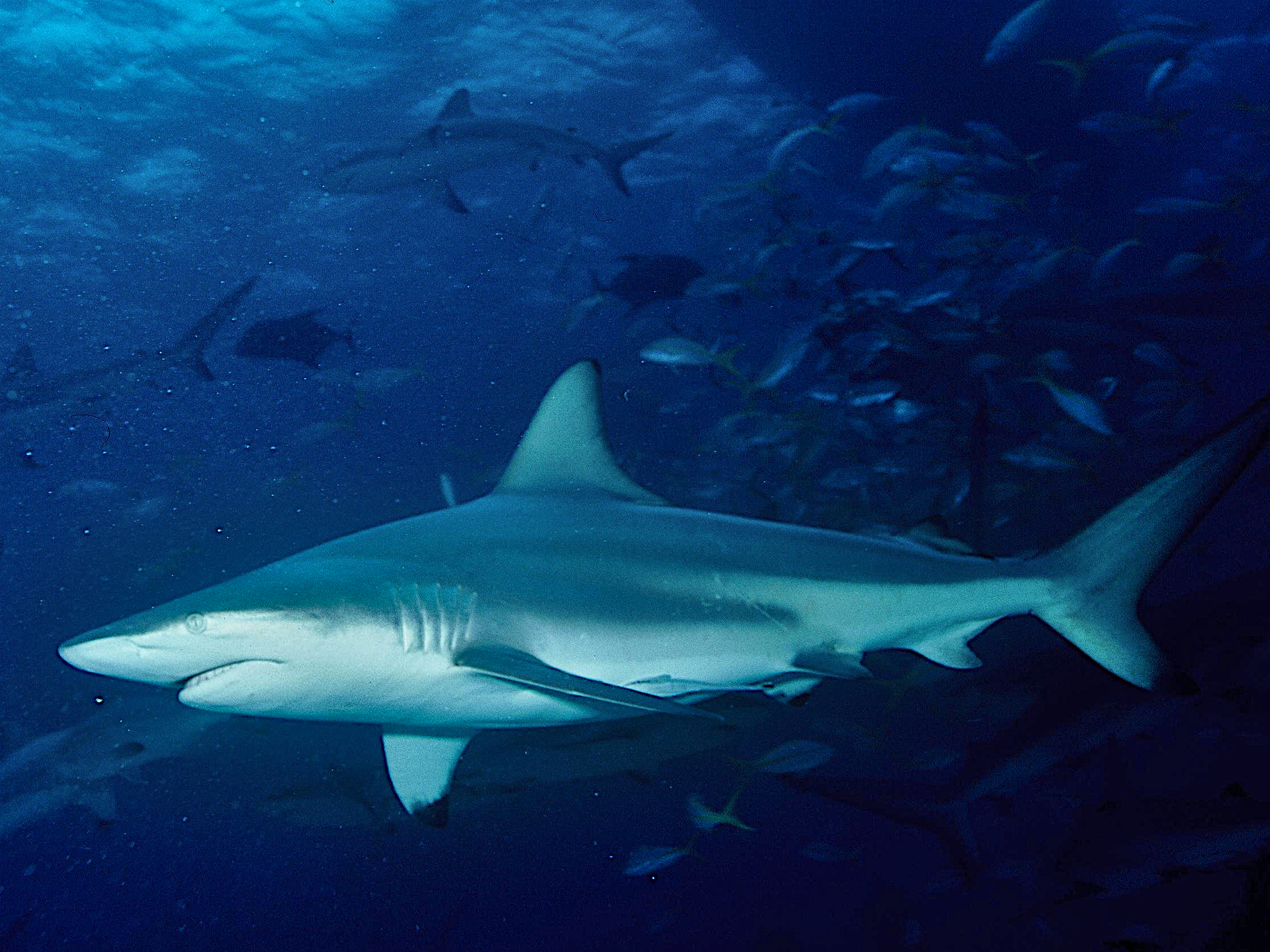 Common Blacktip Shark - Carcharhinus limbatus - N/A
