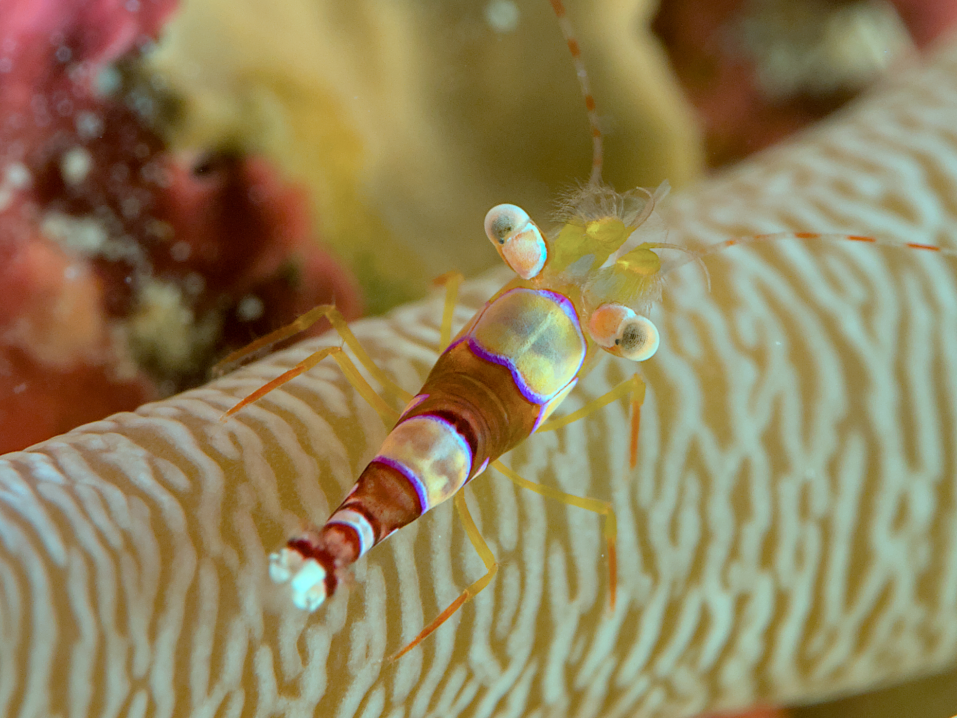 Caribbean Squat Anemone Shrimp - Thor dicaprio