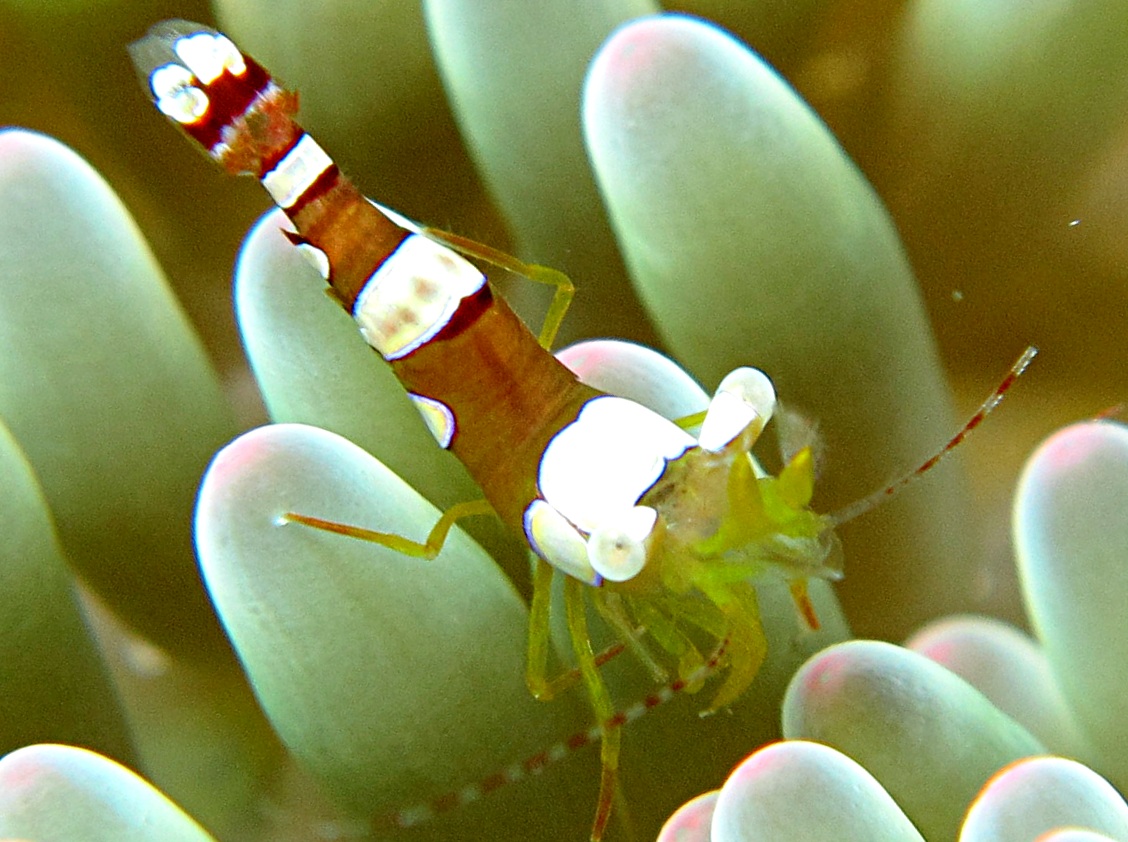 Caribbean Squat Anemone Shrimp - Thor dicaprio