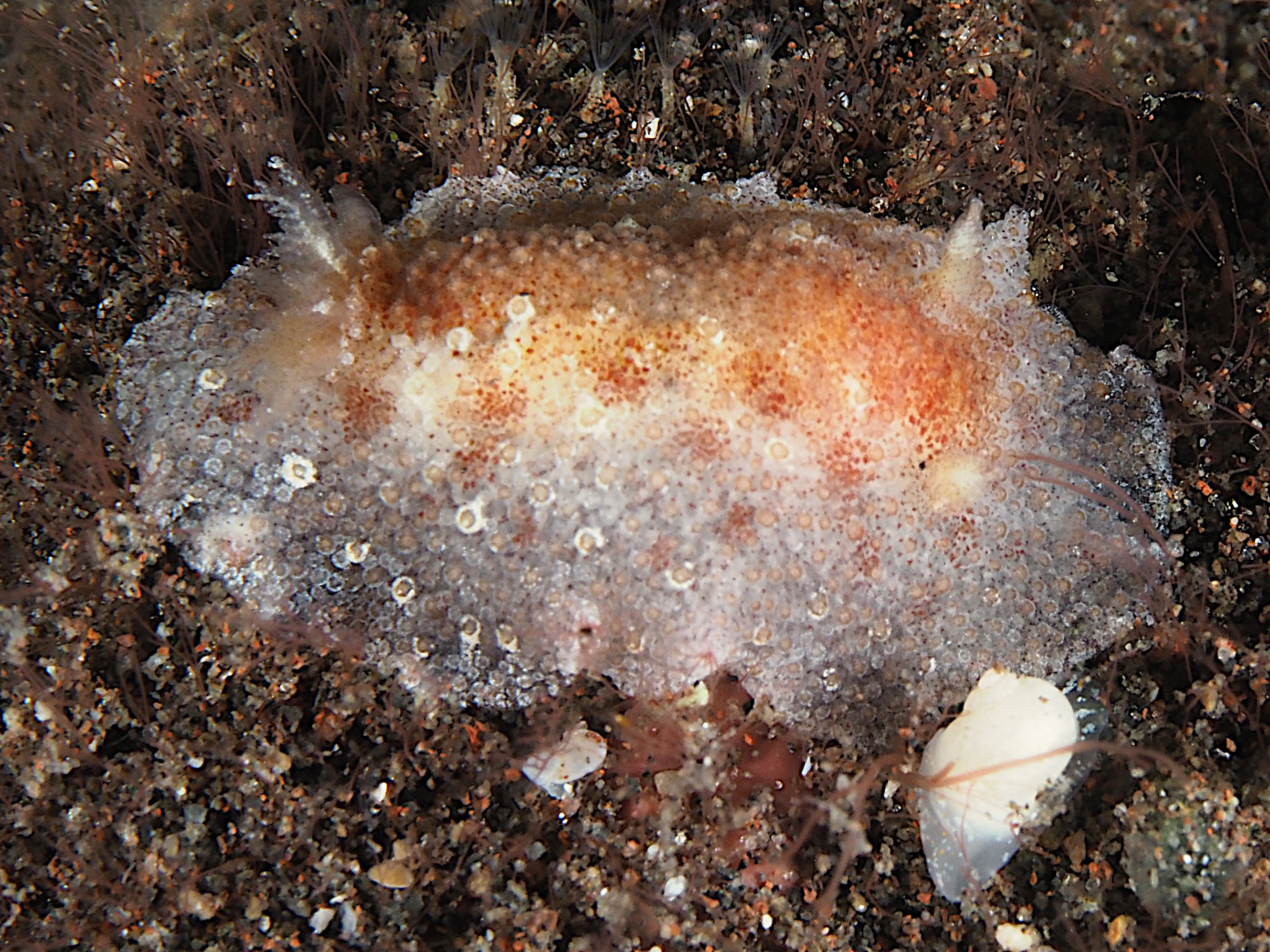 Bifurcate Carminodori - Carminodoris bifurcata