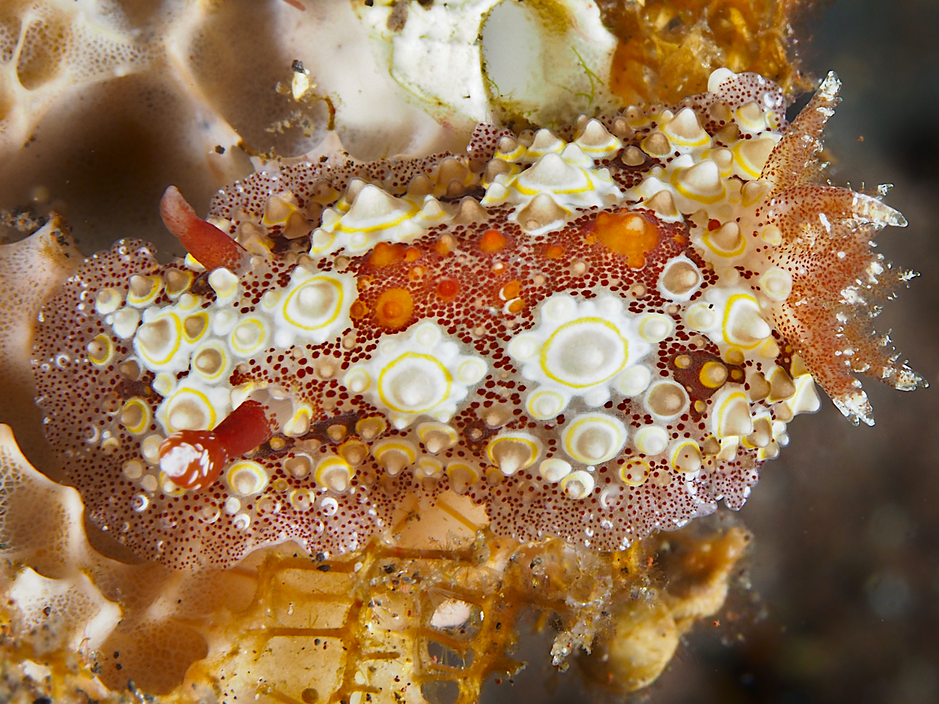 Starry Carminodoris - Carminodoris estrelyado