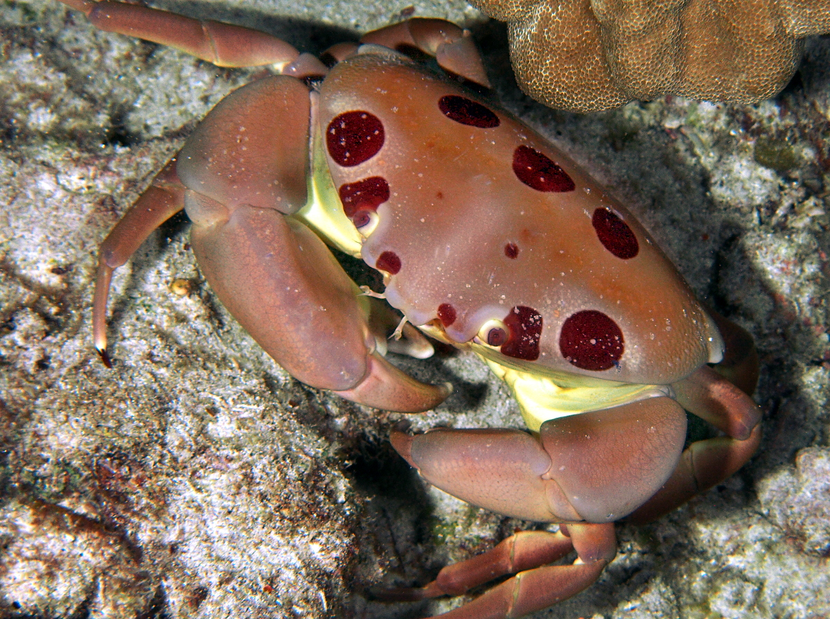 Spotted Reef Crab - Carpilius maculatus