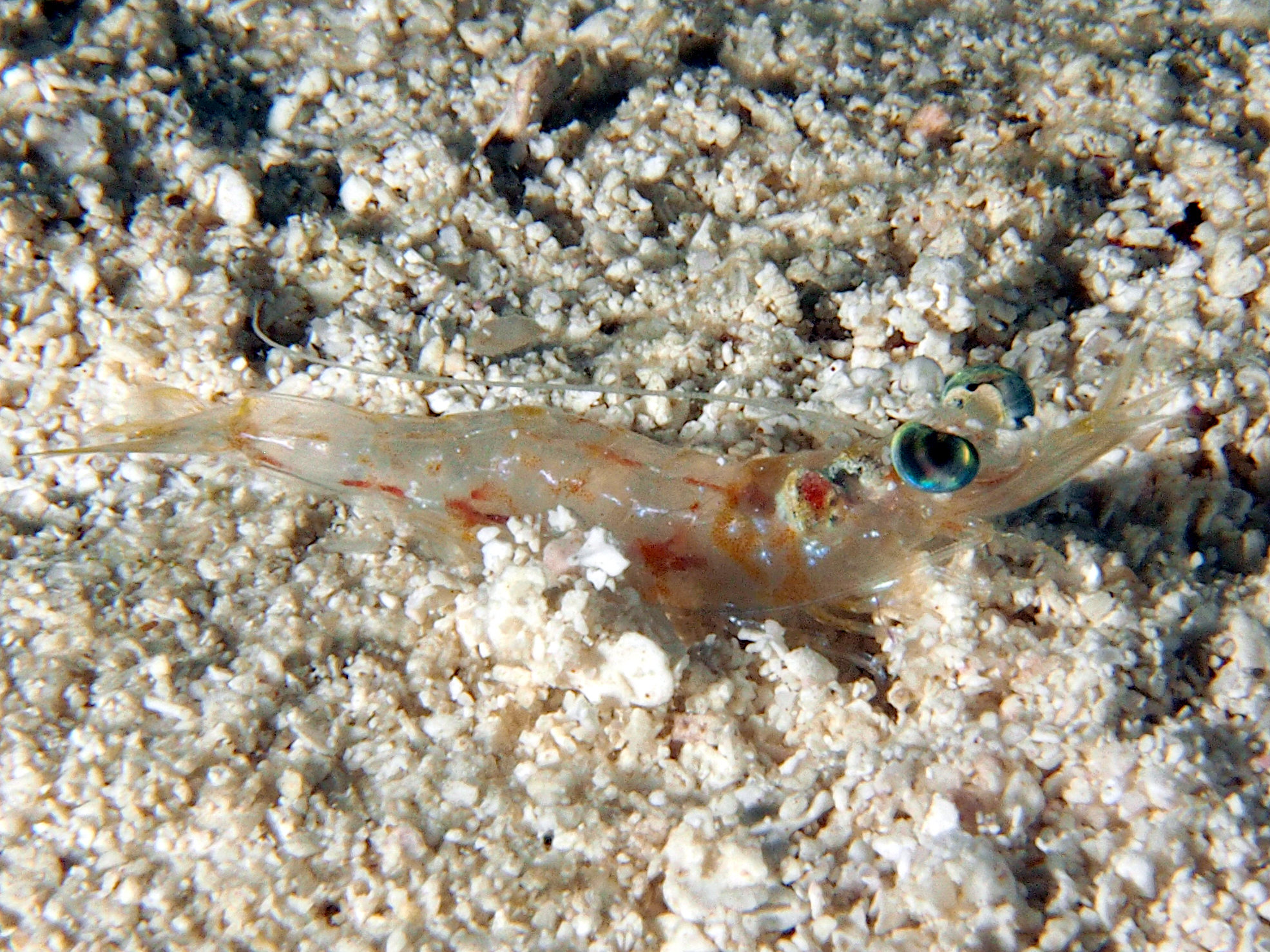 Carribean Velvet Shrimp - Metapenaeopsis goodei