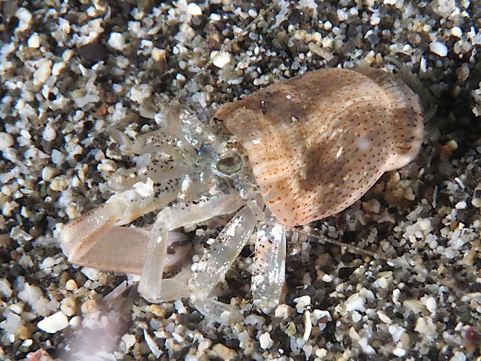 Catapagurus sp. 1 - Catapagurus sp. 1 - Komodo, Indonesia