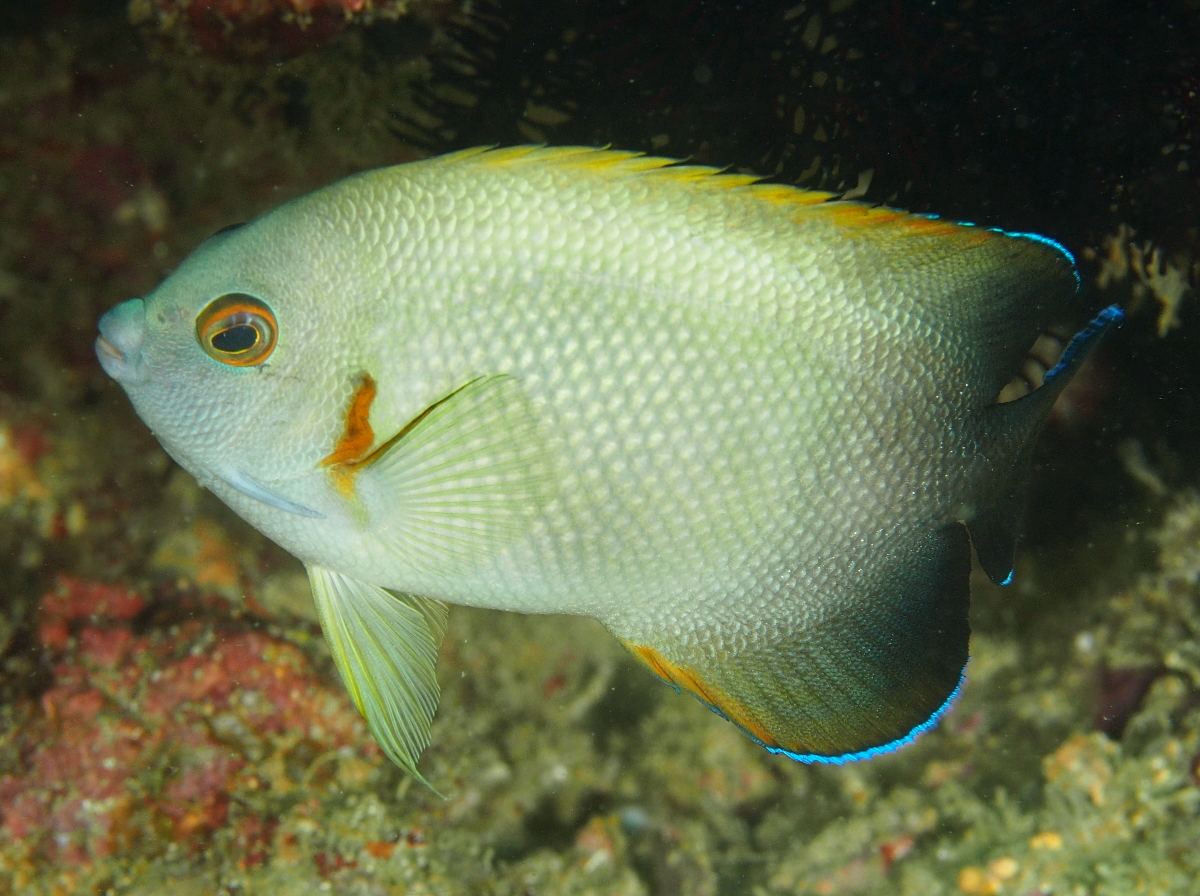 Pearl-Scaled Angelfish - Centropyge vrolikii