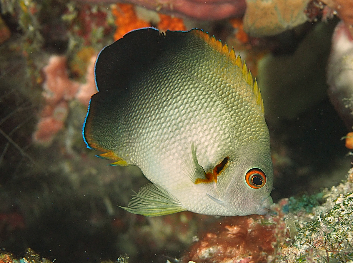 Pearl-Scaled Angelfish - Centropyge vrolikii