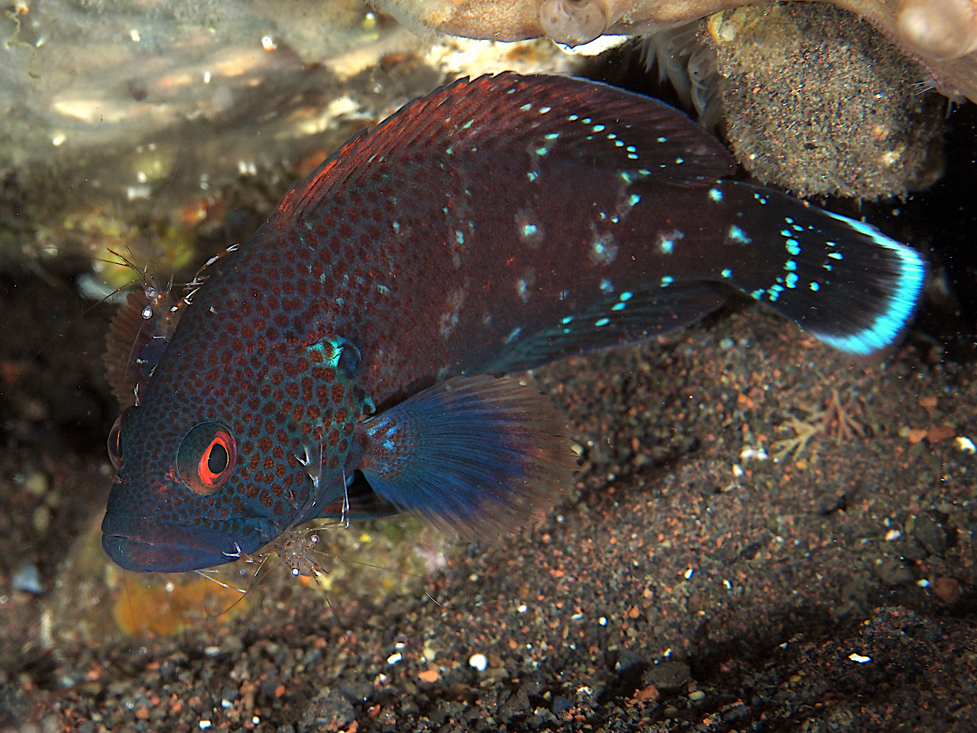 Tomato Grouper - Cephalopholis sonnerati