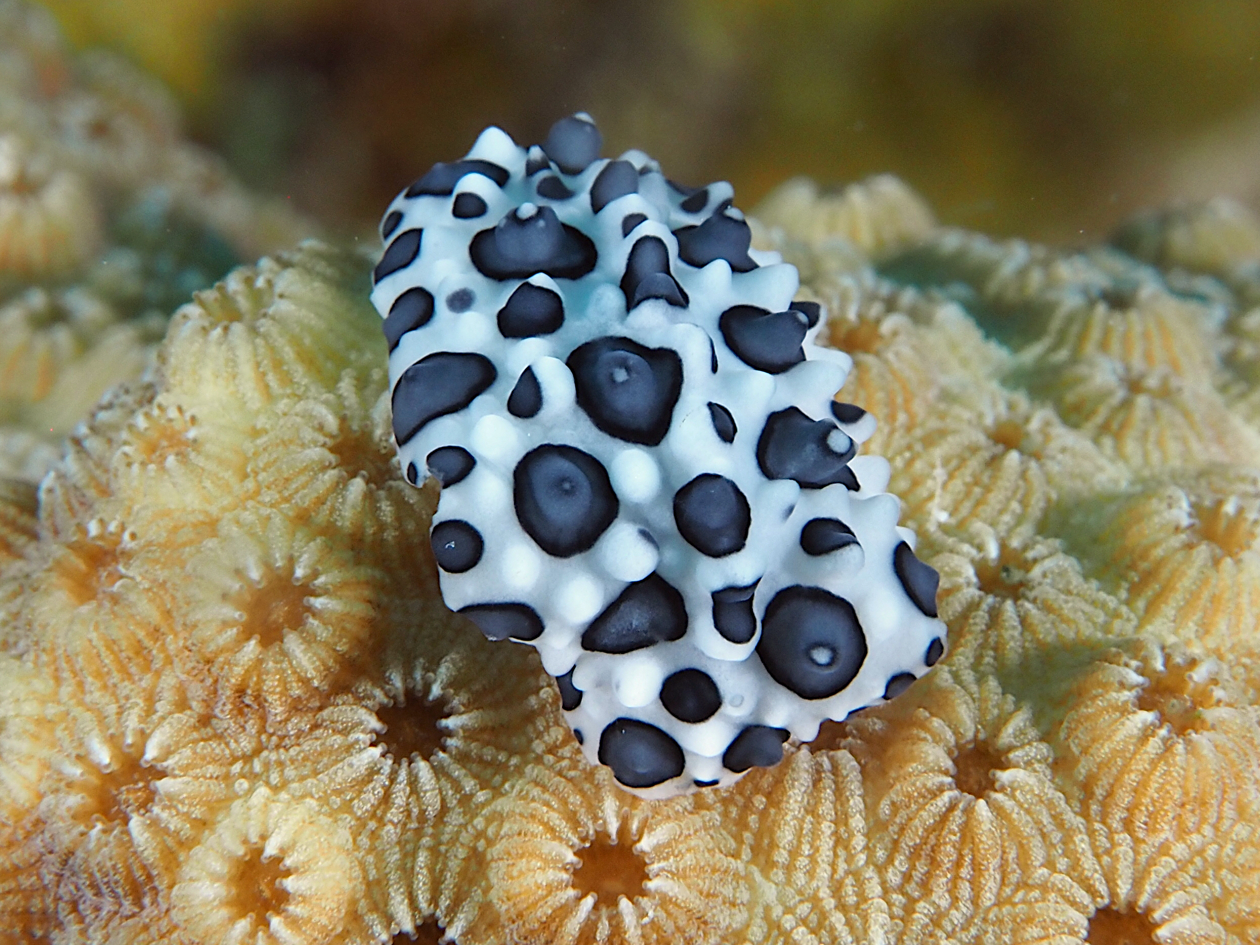 Black-Spotted Nudibranch - Ceratophyllidia papilligera