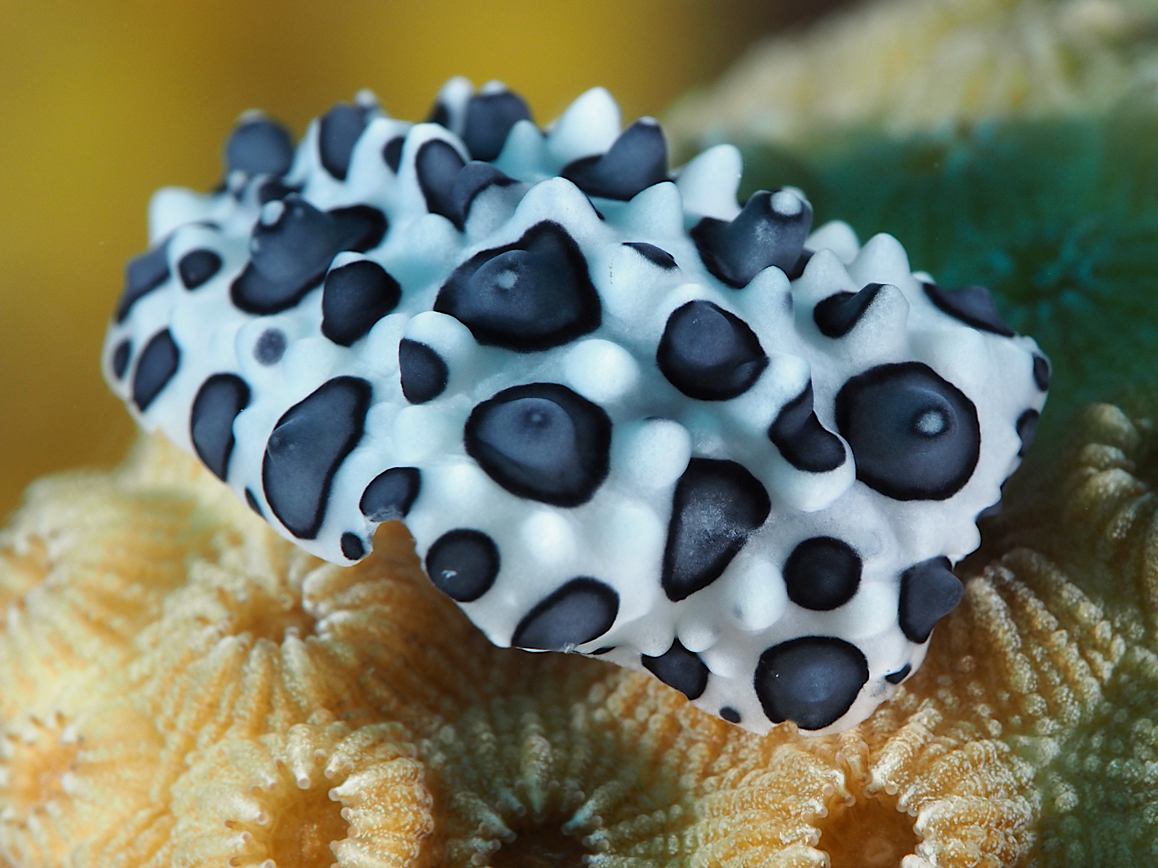 Black-Spotted Nudibranch - Ceratophyllidia papilligera