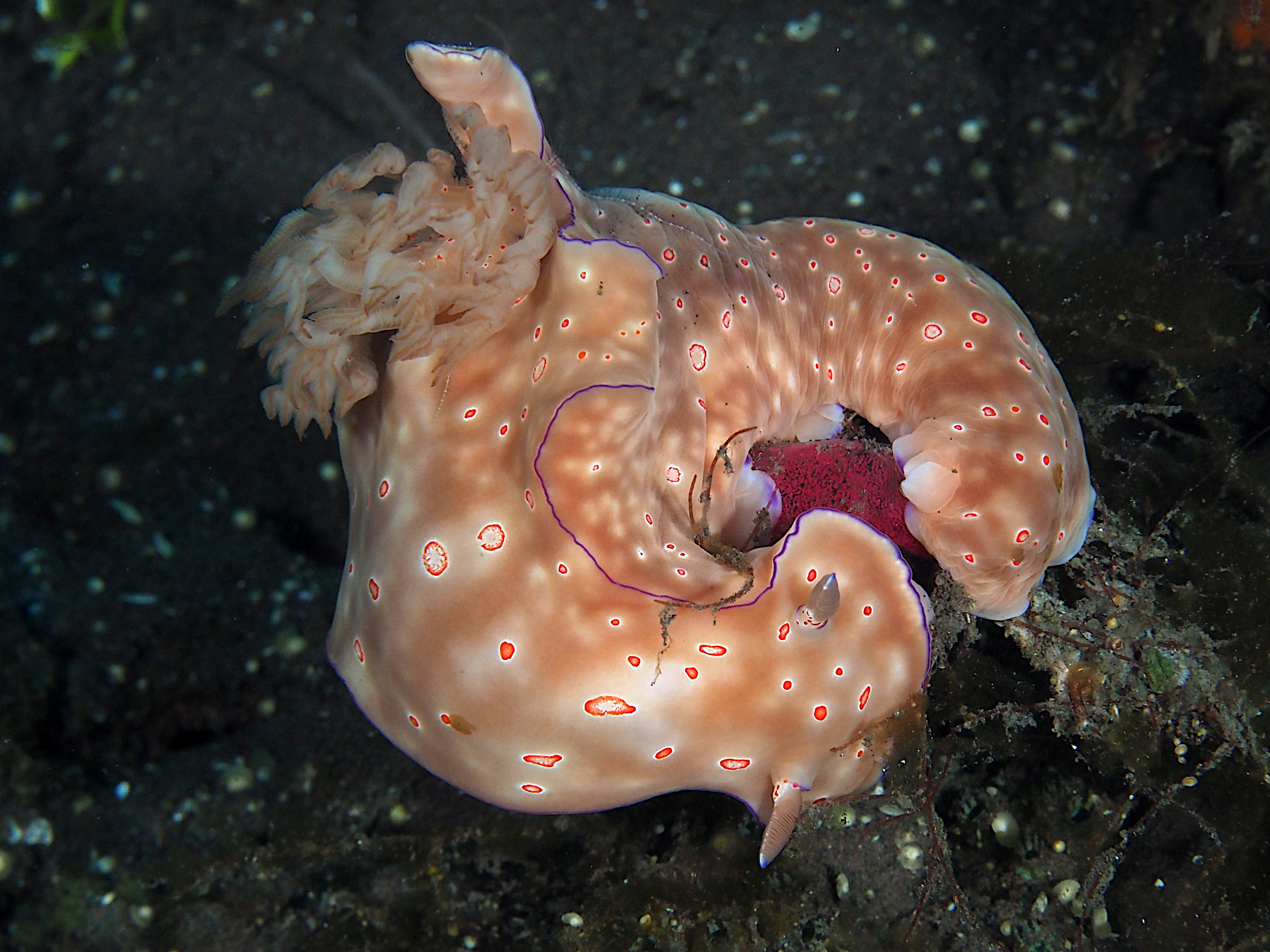 Many-Lobed Ceratosoma - Ceratosoma tenue