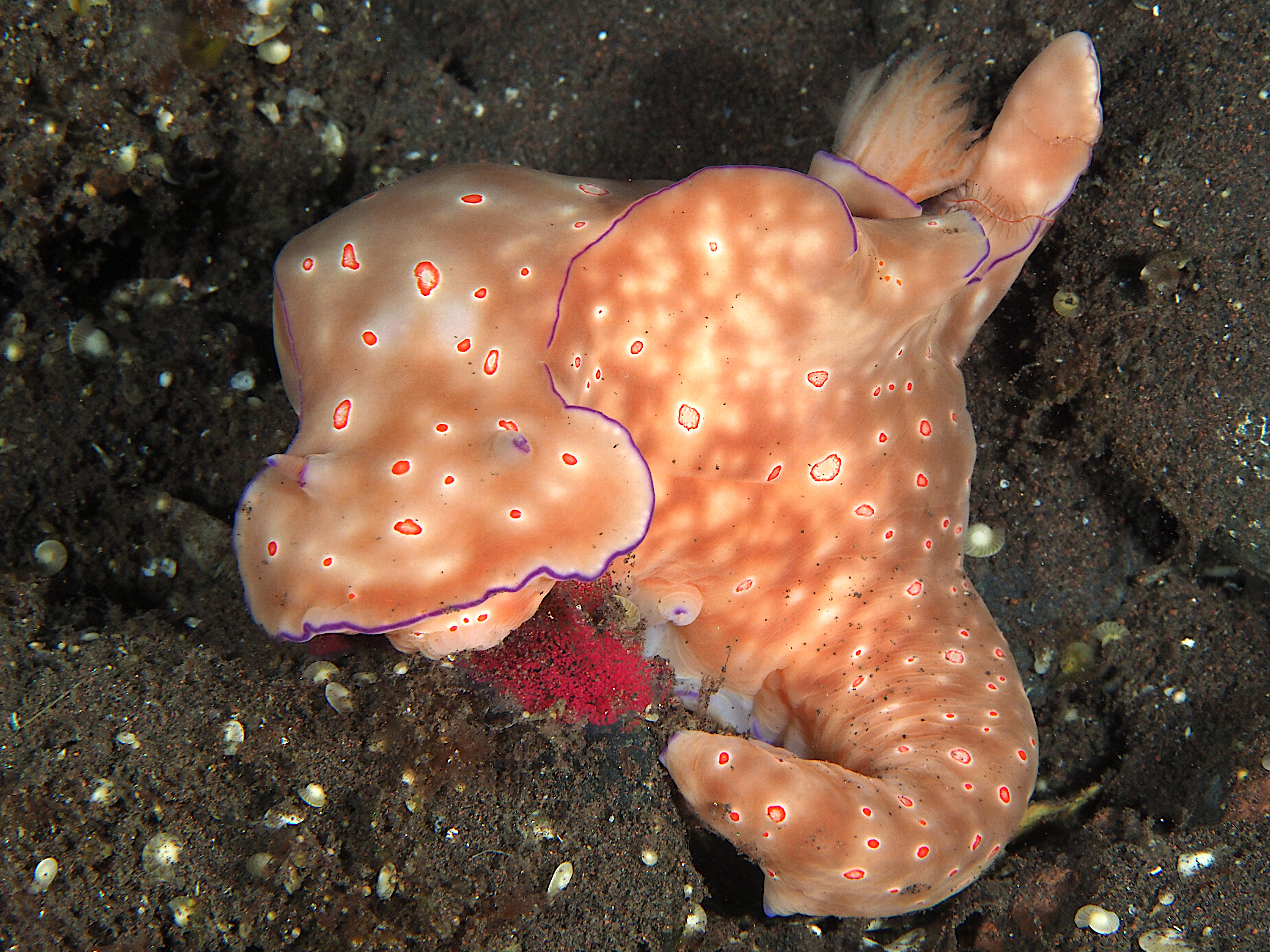 Many-Lobed Ceratosoma - Ceratosoma tenue