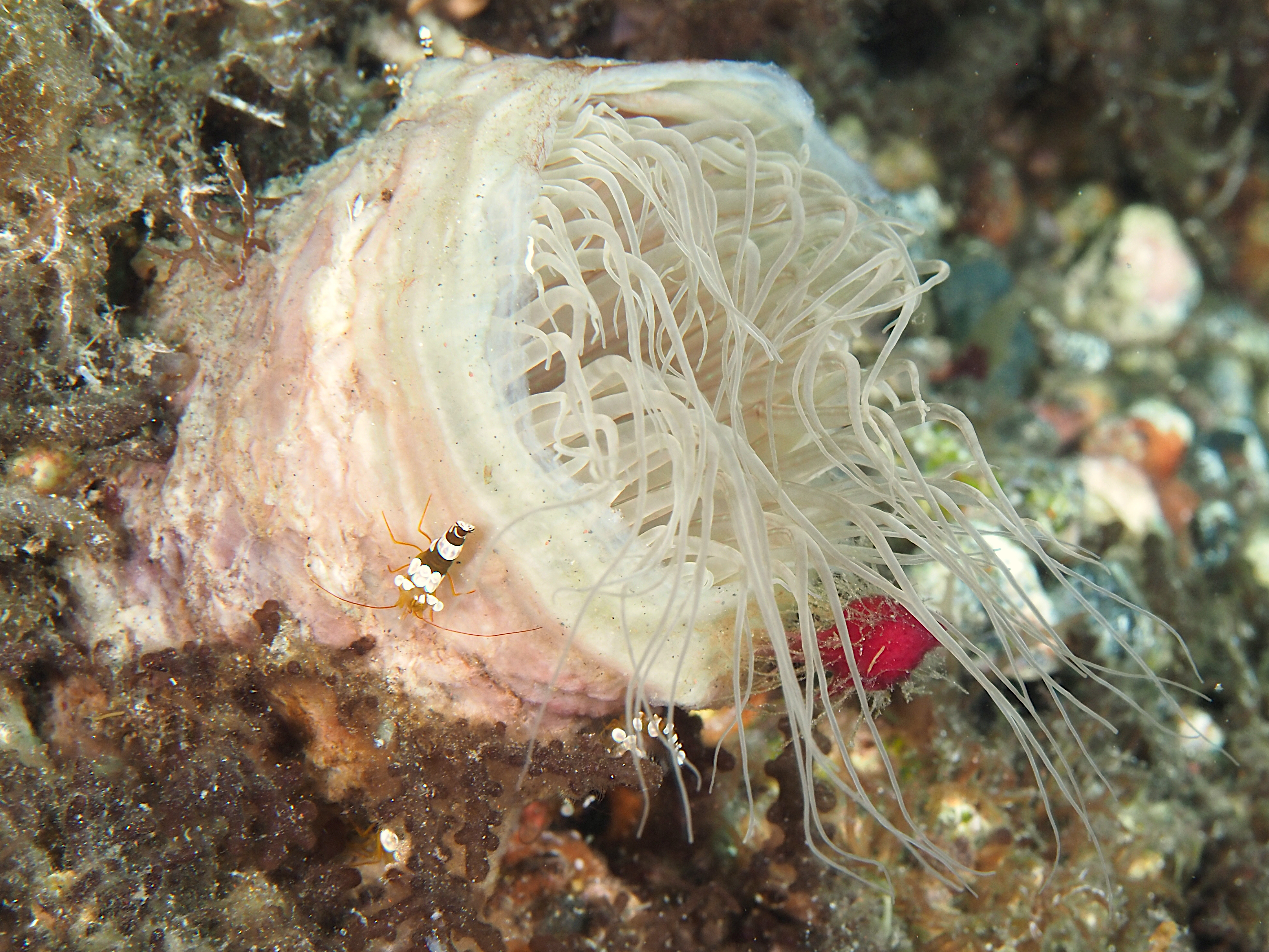 Cerianthus sp. 1 - Cerianthus sp. 1