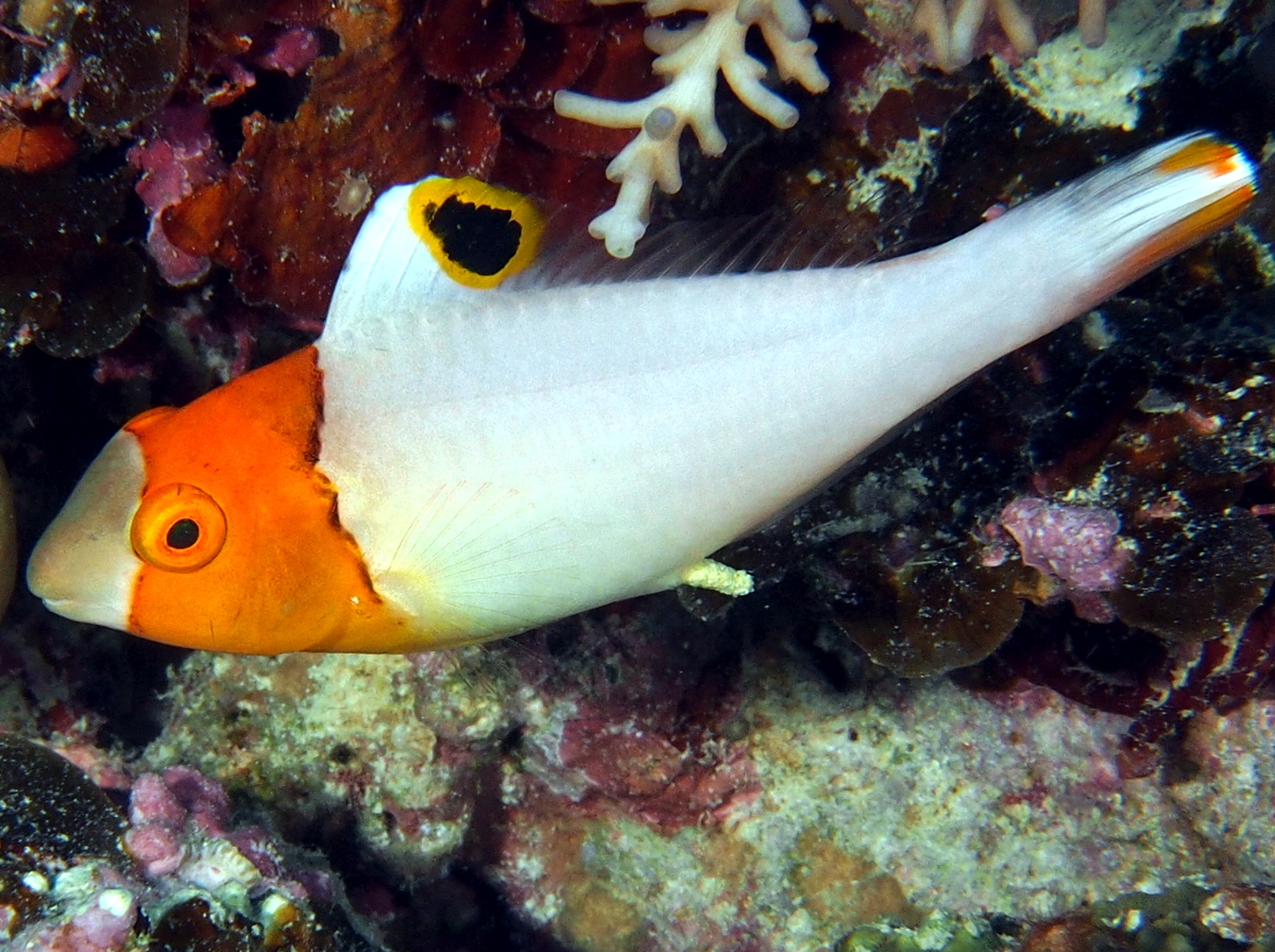 Spotted Parrotfish - Cetoscarus ocellatus