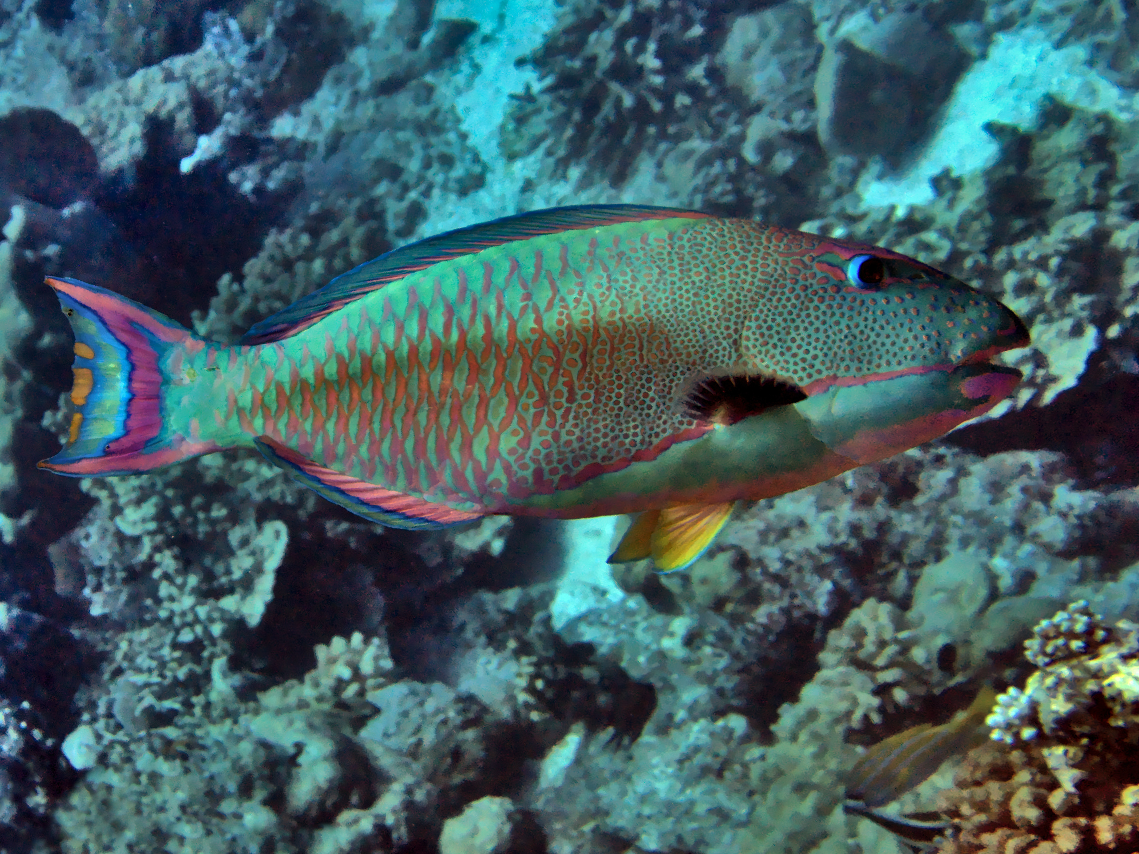 Spotted Parrotfish - Cetoscarus ocellatus