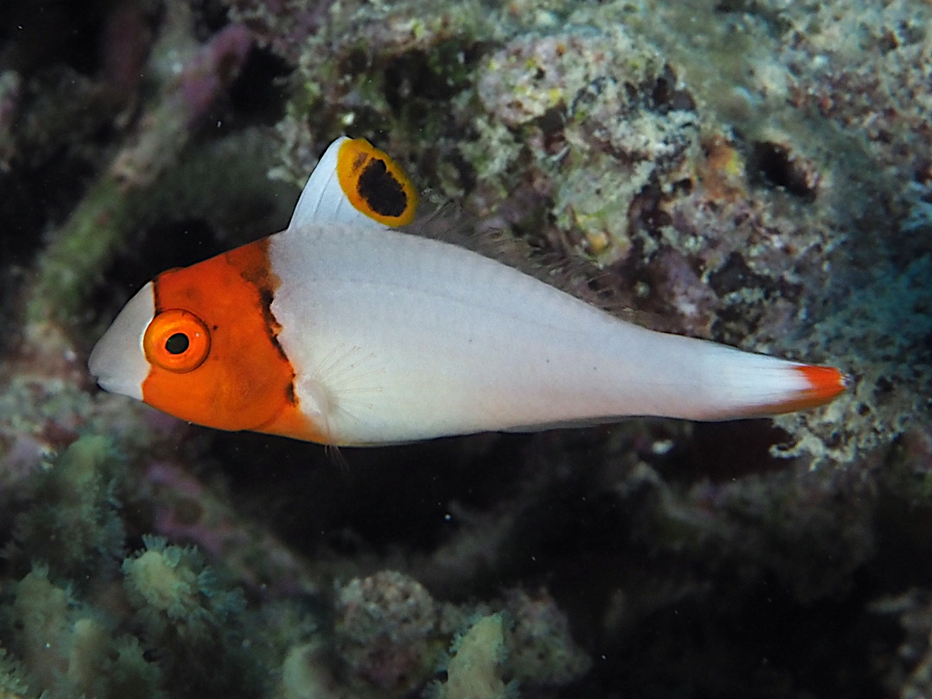 Spotted Parrotfish - Cetoscarus ocellatus