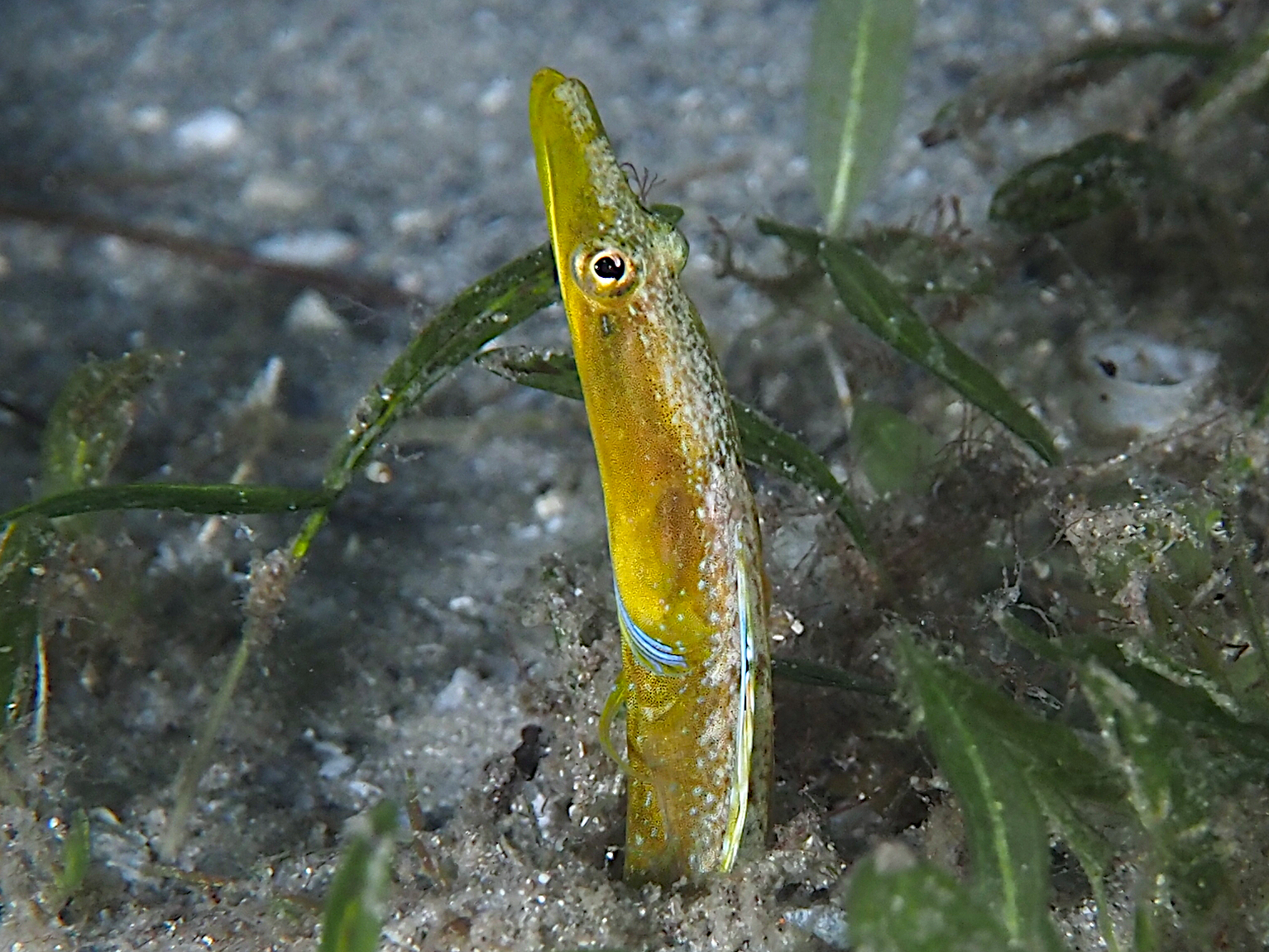 Bluethroat Pikeblenny - Chaenopsis ocellata