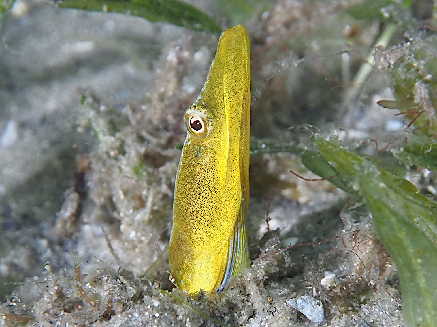 Bluethroat Pikeblenny - Chaenopsis ocellata