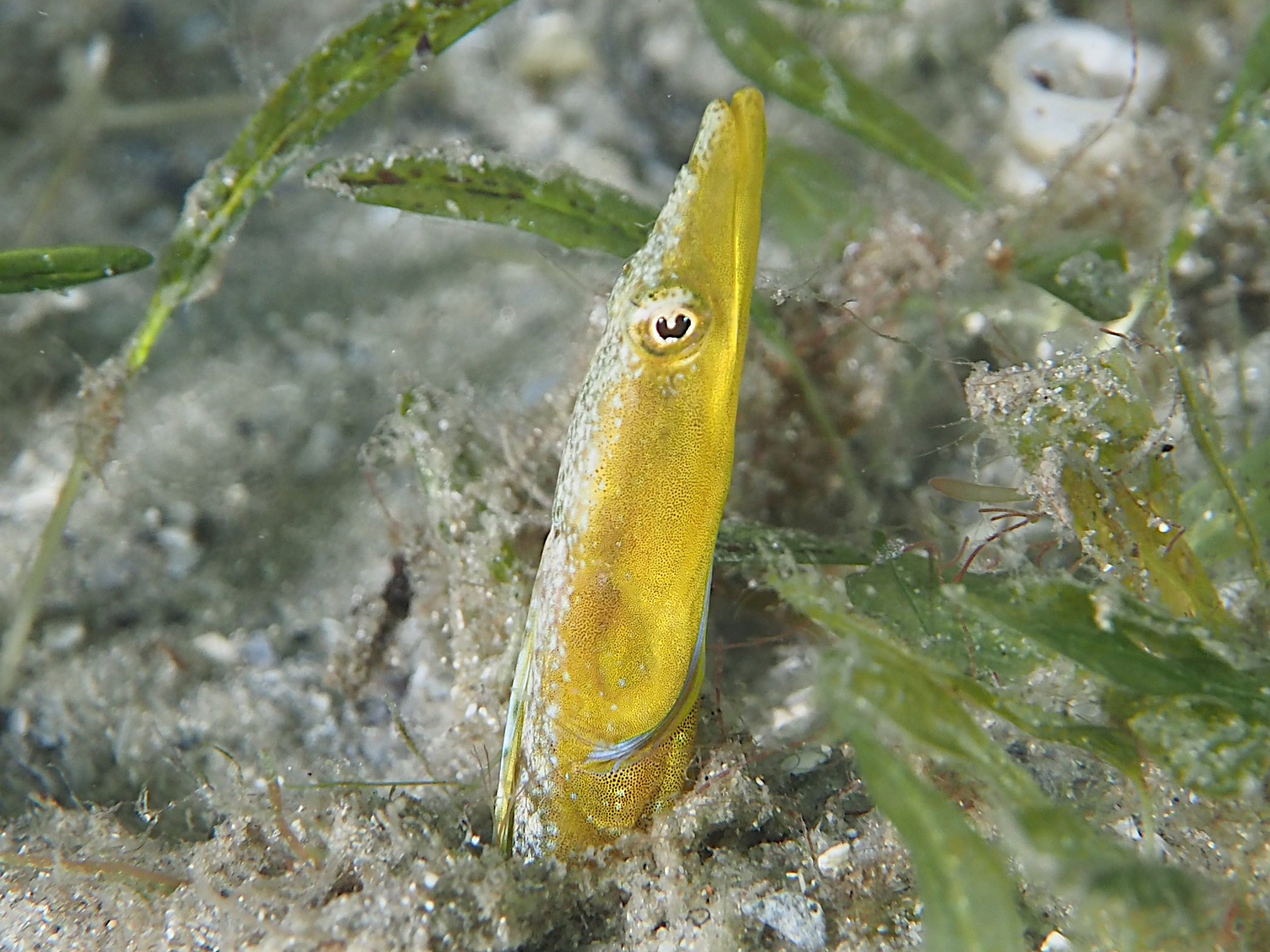 Bluethroat Pikeblenny - Chaenopsis ocellata