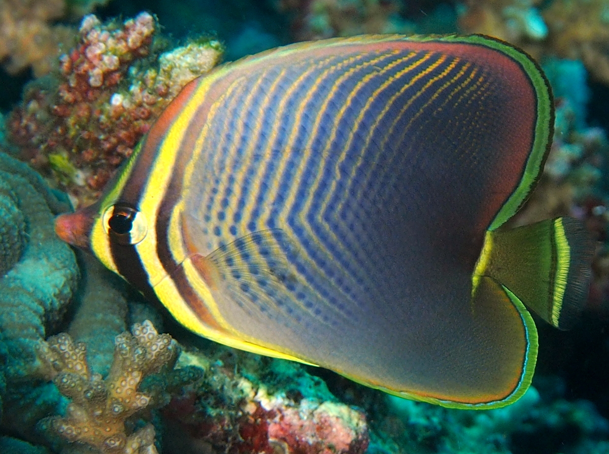 Eastern Triangular Butterflyfish - Chaetodon baronessa - Fiji