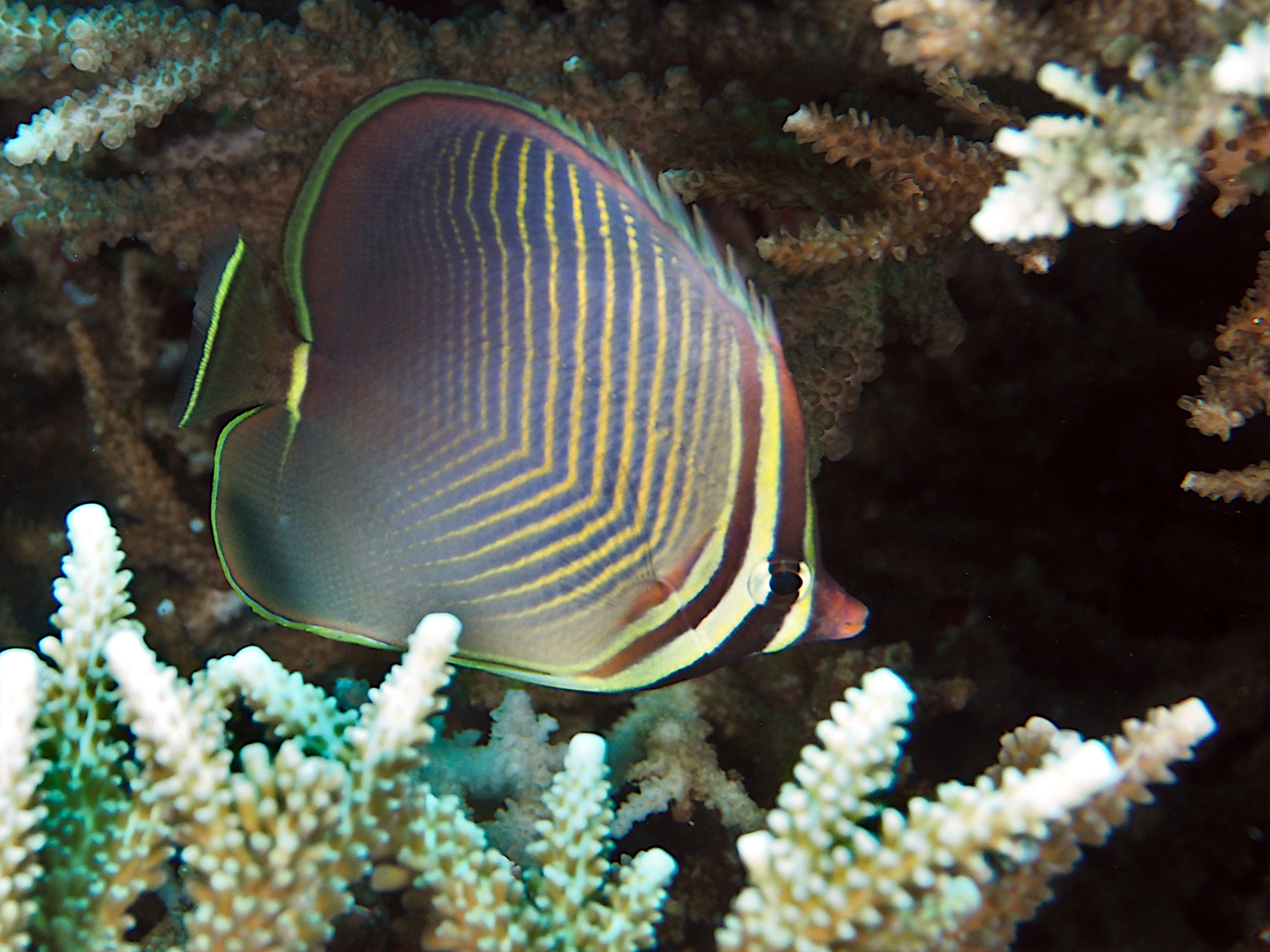 Eastern Triangular Butterflyfish - Chaetodon baronessa