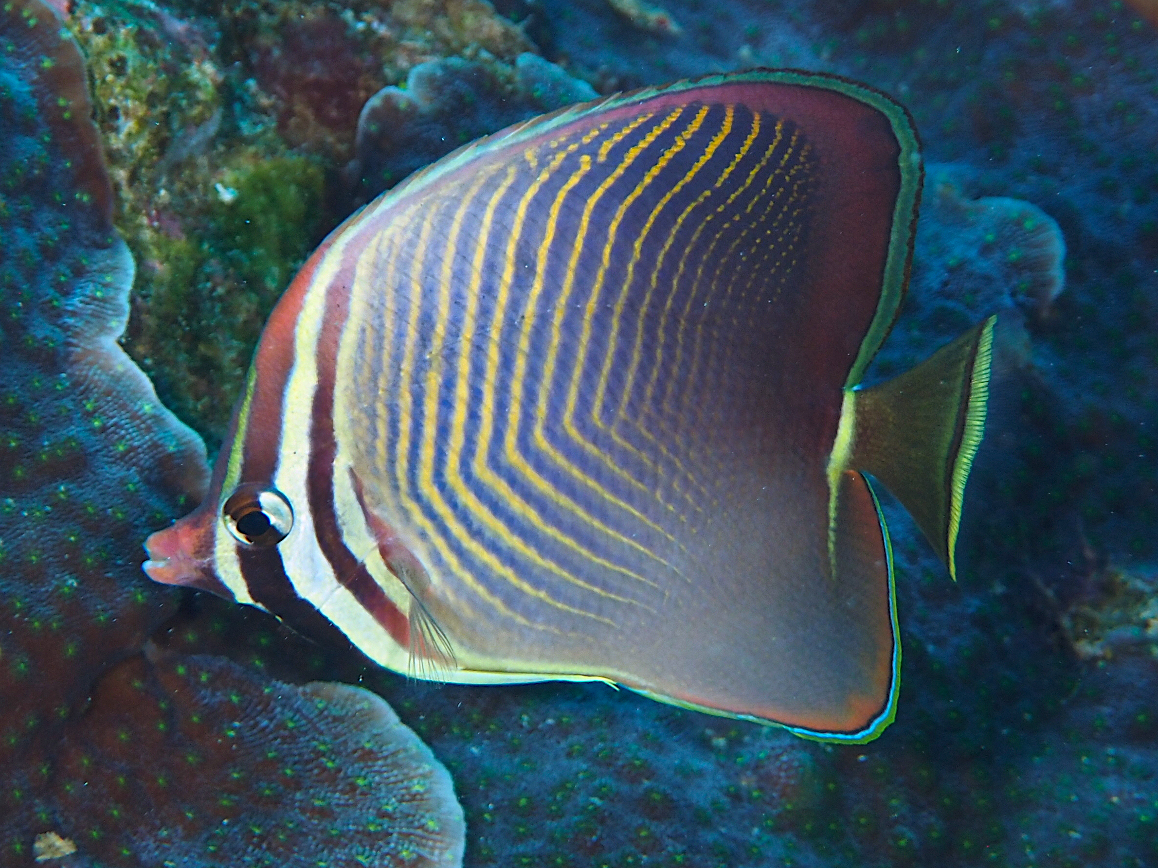 Eastern Triangular Butterflyfish - Chaetodon baronessa