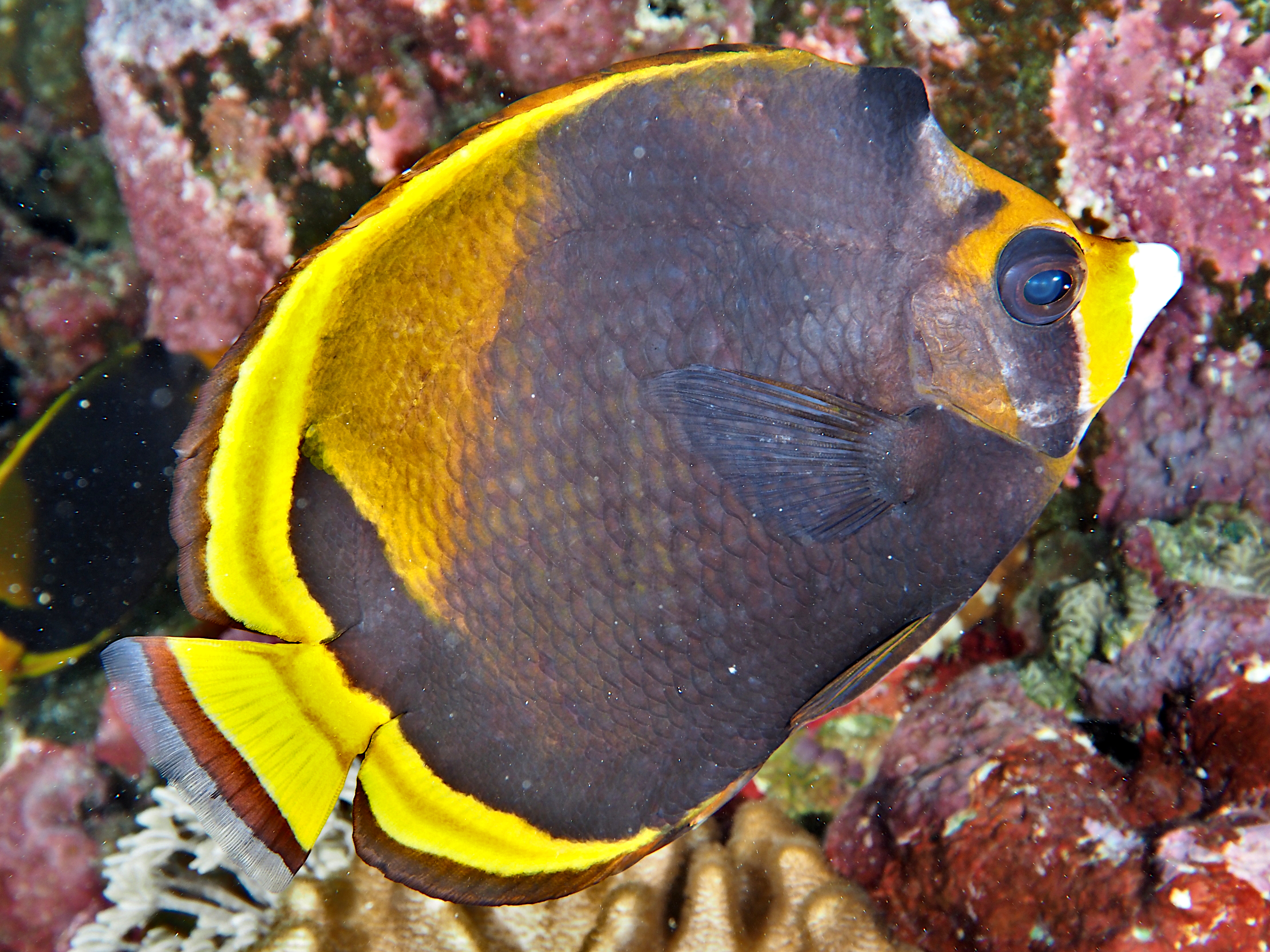 Black Butterflyfish - Chaetodon flavirostris
