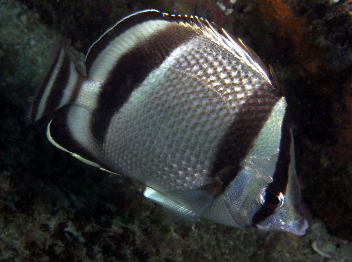 Threebanded Butterflyfish - Chaetodon humeralis - Cabo San Lucas, Mexico