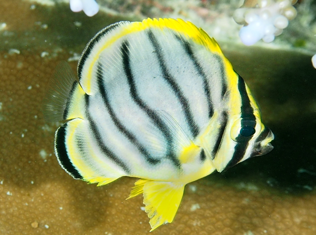 Meyer's Butterflyfish - Chaetodon meyeri