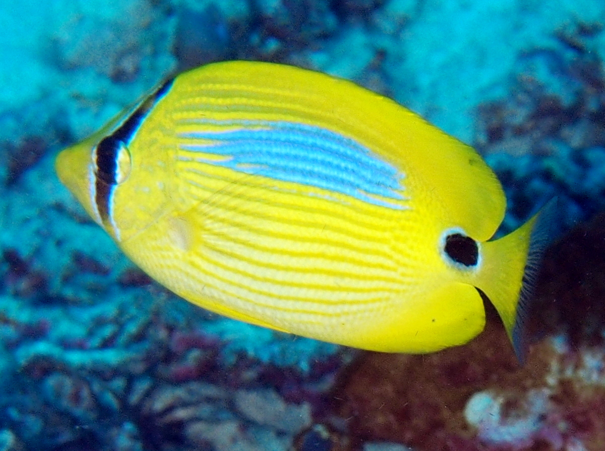 Blue-Spot Butterflyfish - Chaetodon plebeius