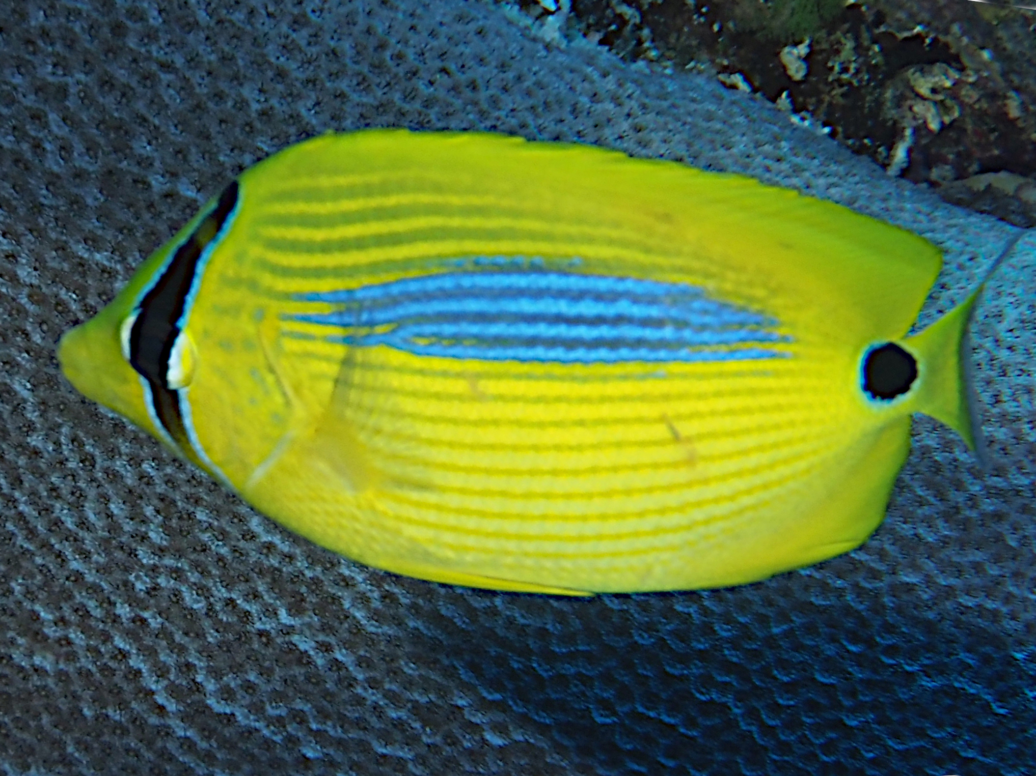Blue-Spot Butterflyfish - Chaetodon plebeius