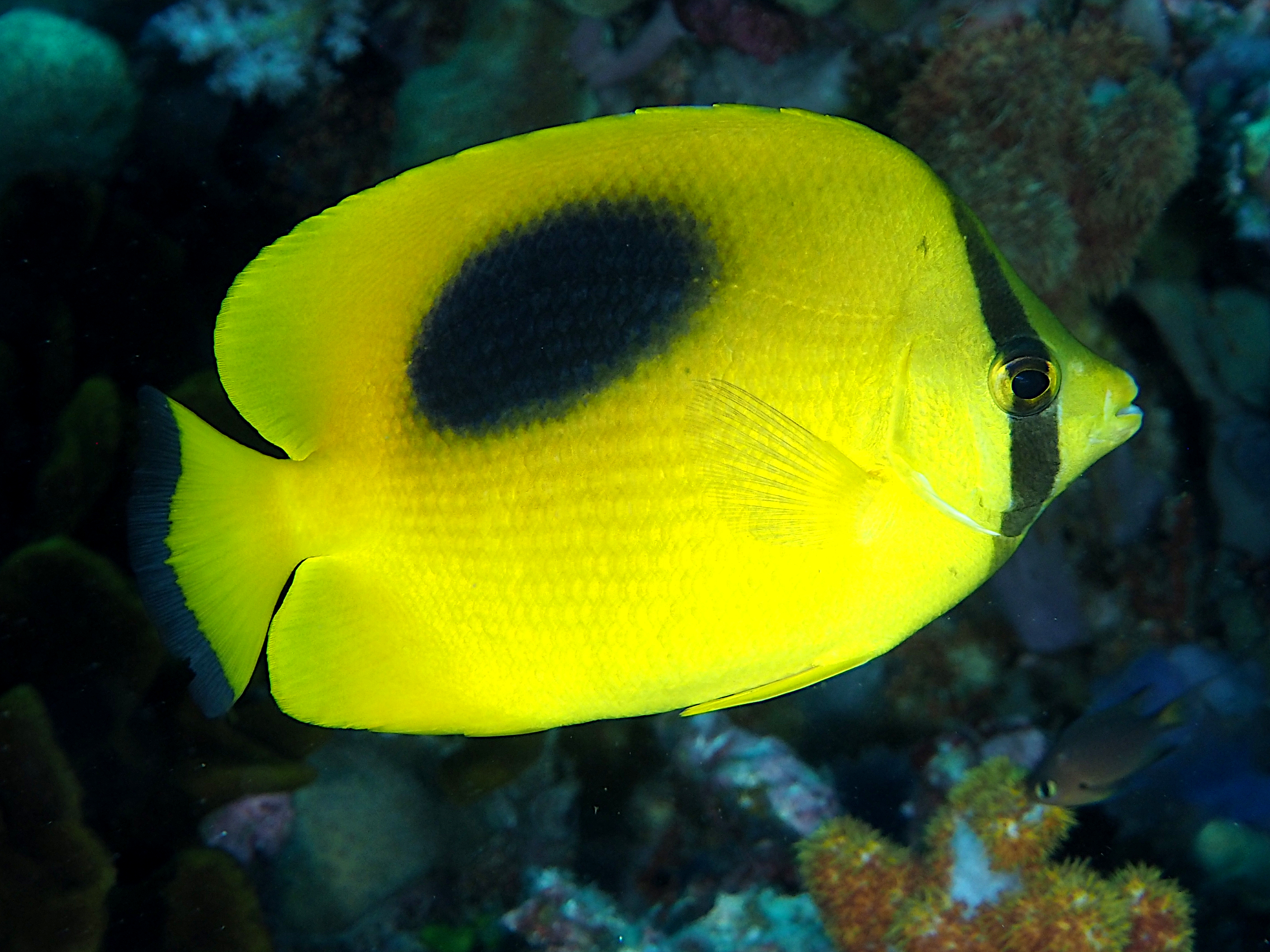 Ovalspot Butterflyfish - Chaetodon speculum