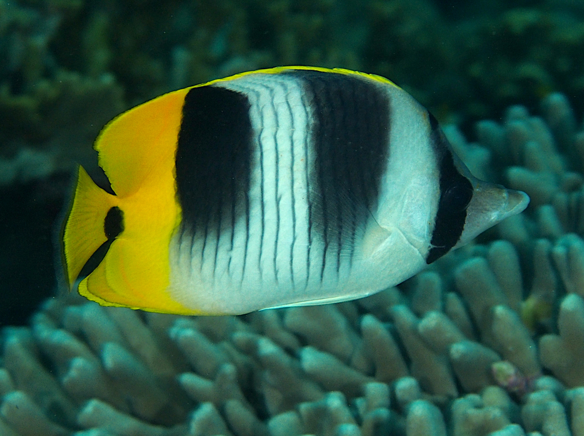 Pacific Double-Saddle Butterflyfish - Chaetodon ulietensis
