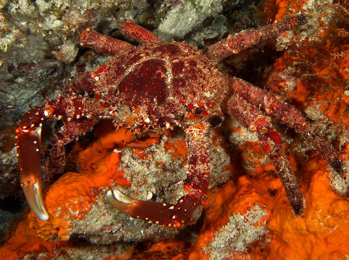 Channel Clinging Crab - Mithrax spinosissimus