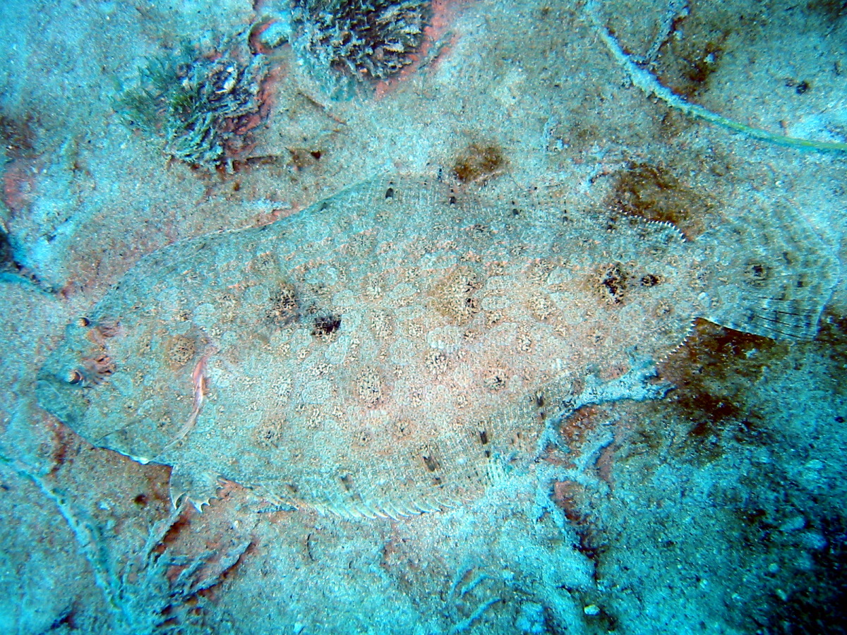 Channel Flounder - Syacium micrurum