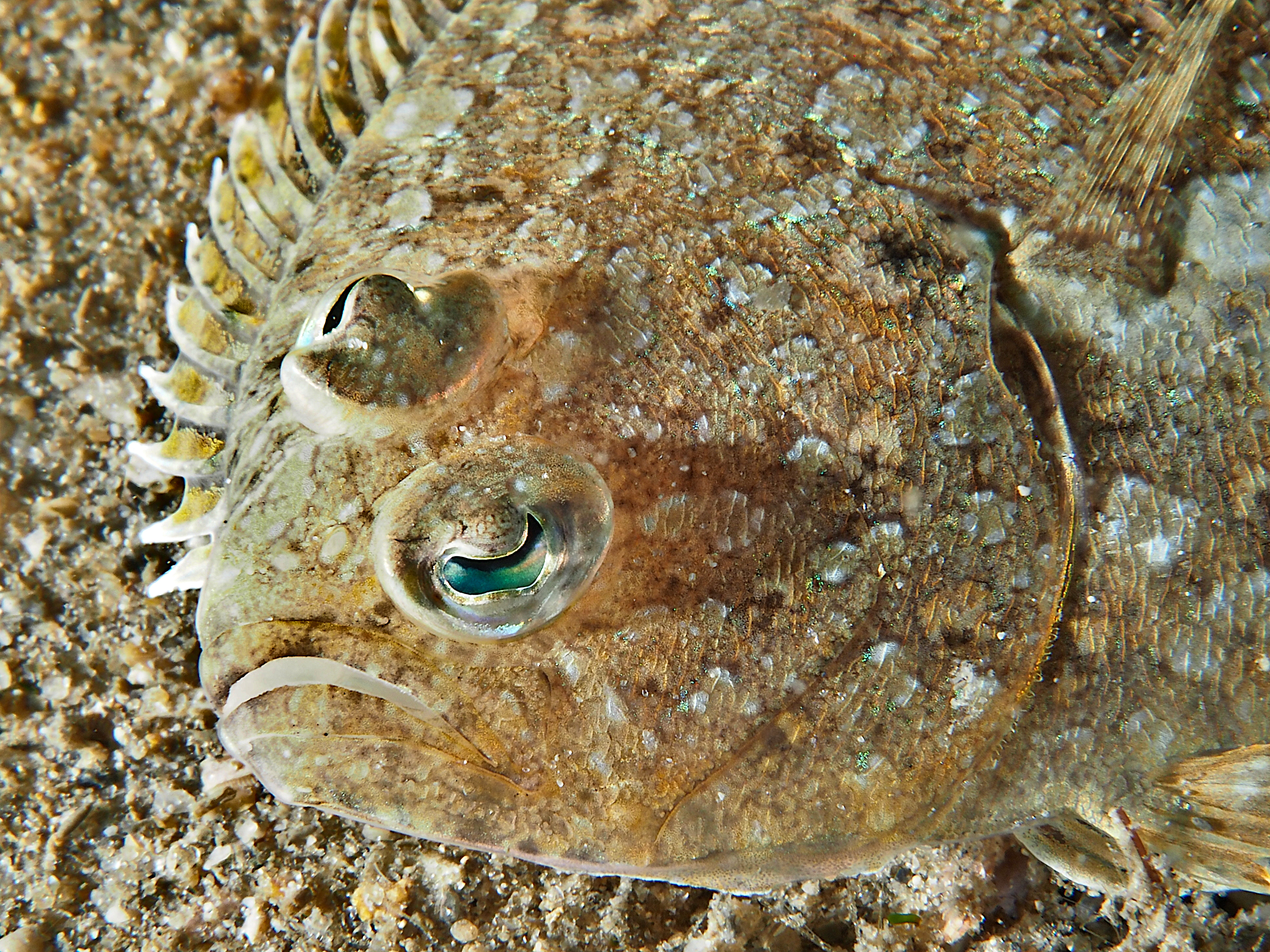 Channel Flounder - Syacium micrurum