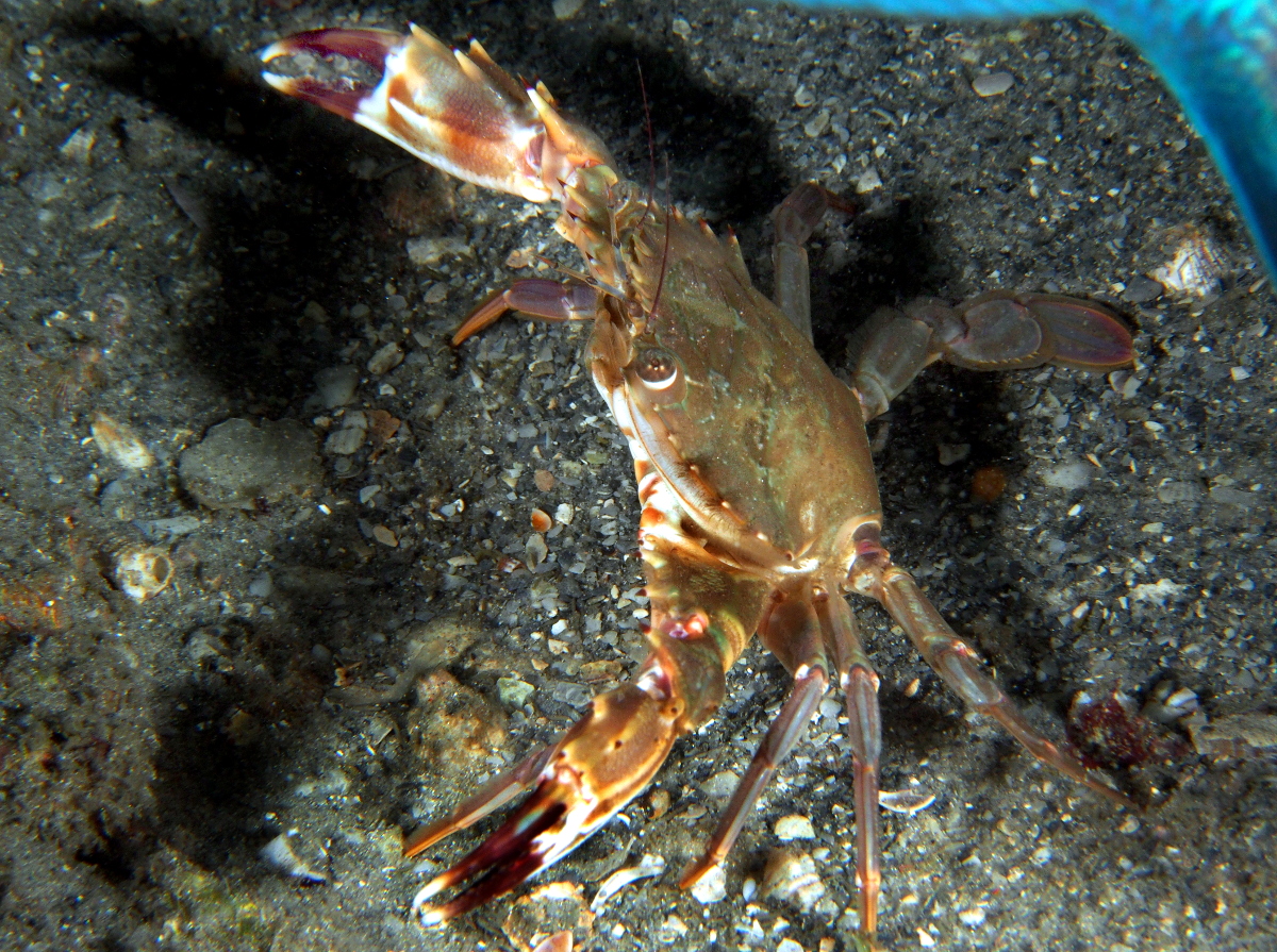 Indo-Pacific Swimming Crab - Charybdis hellerii