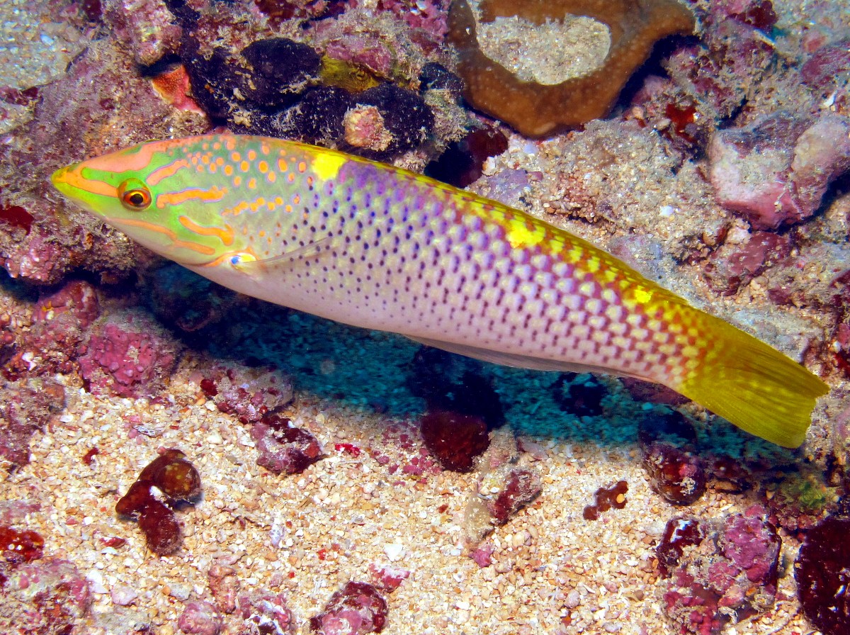 Checkerboard Wrasse - Halichoeres hortulanus