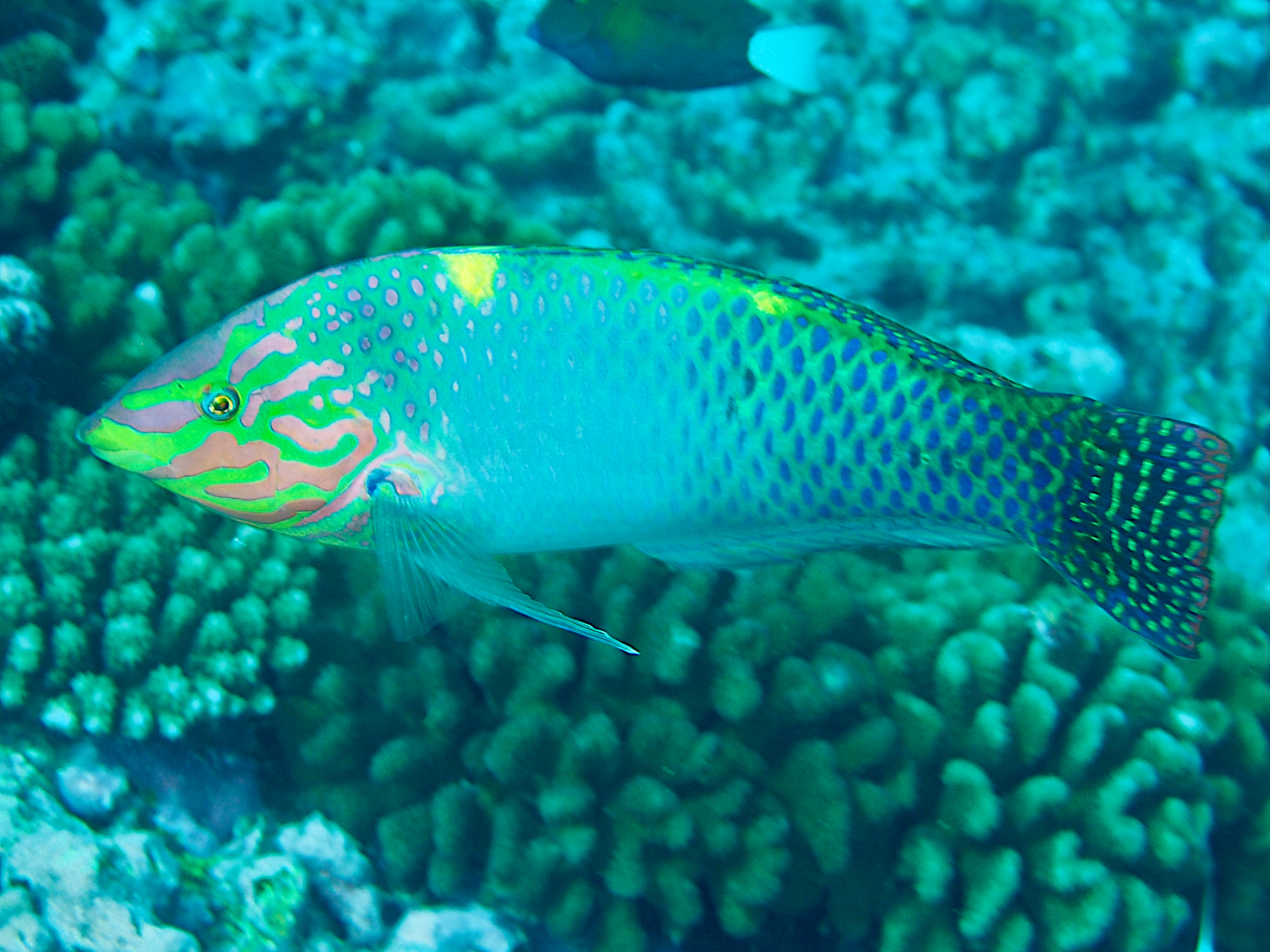 Checkerboard Wrasse - Halichoeres hortulanus