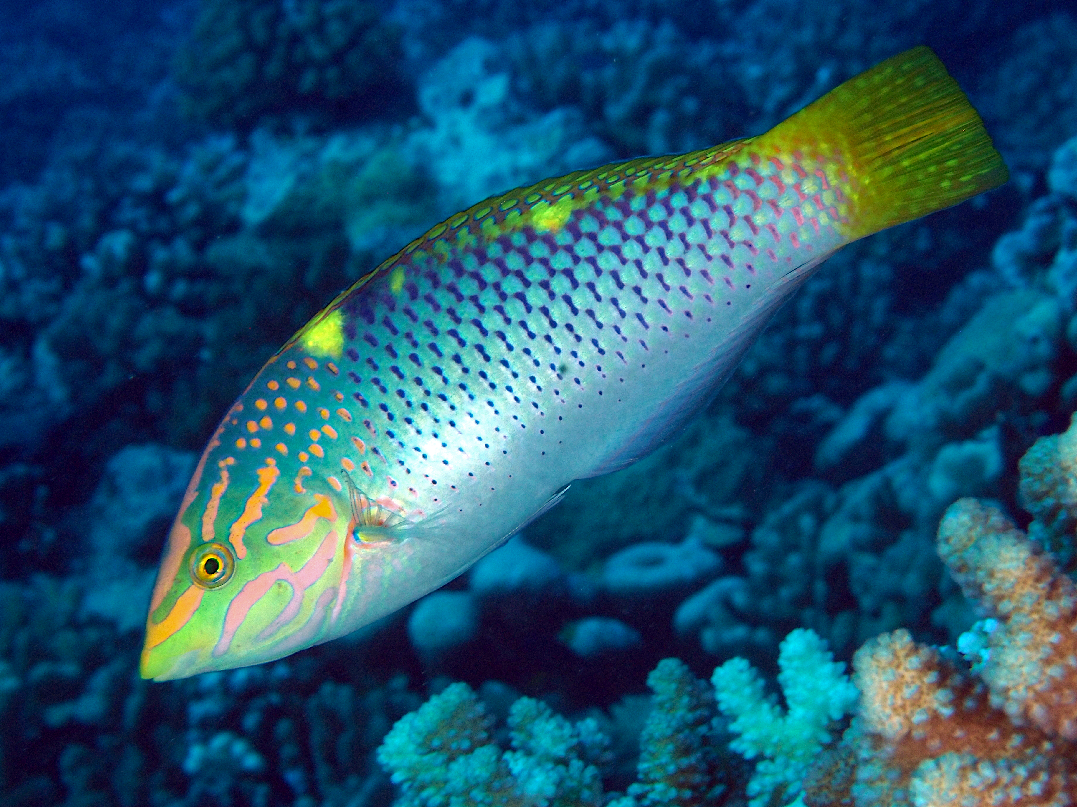 Checkerboard Wrasse - Halichoeres hortulanus