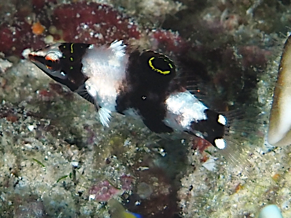 Checkerboard Wrasse - Halichoeres hortulanus