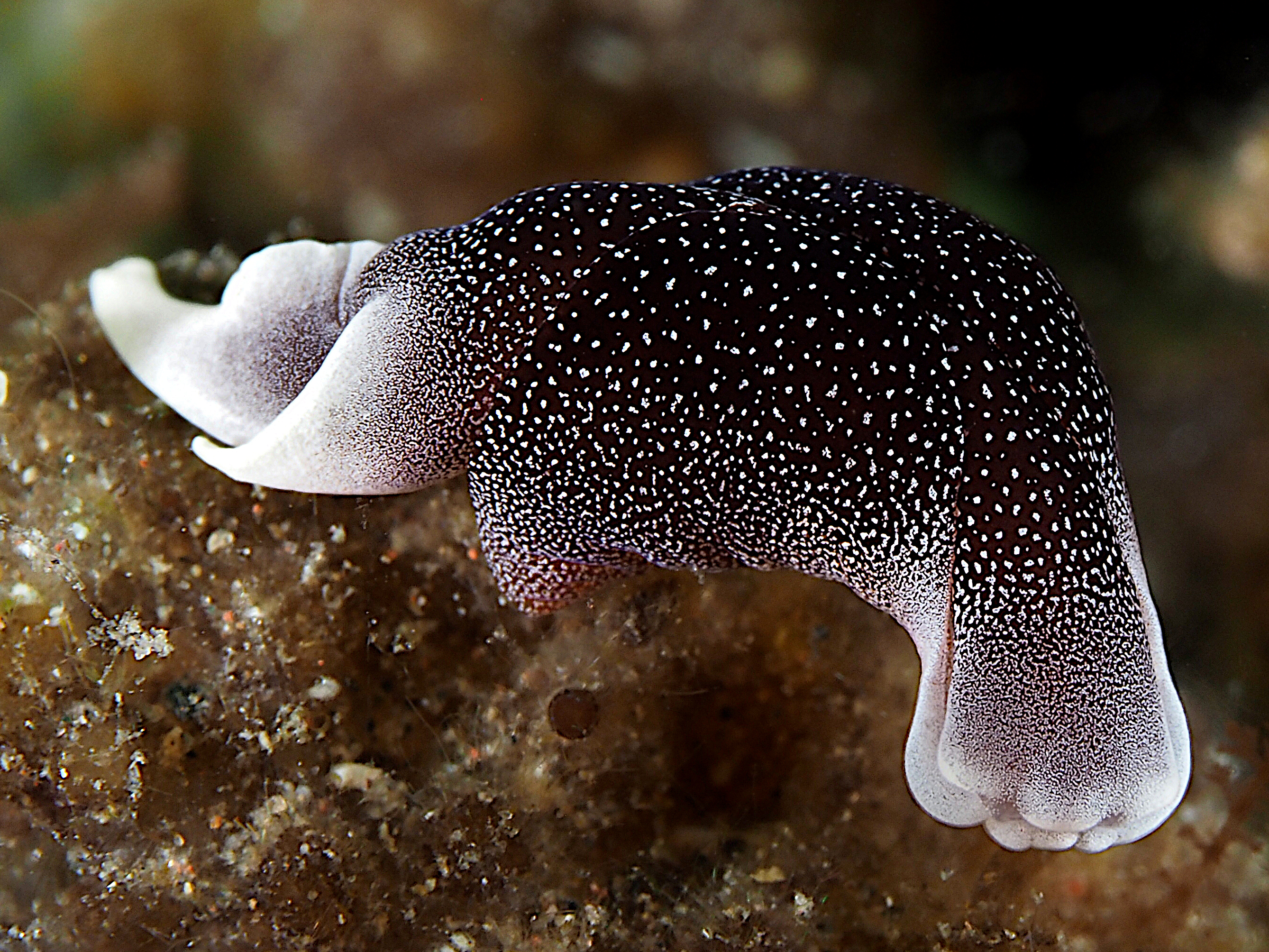 Lovely Headshield Slug - Chelidonura amoena