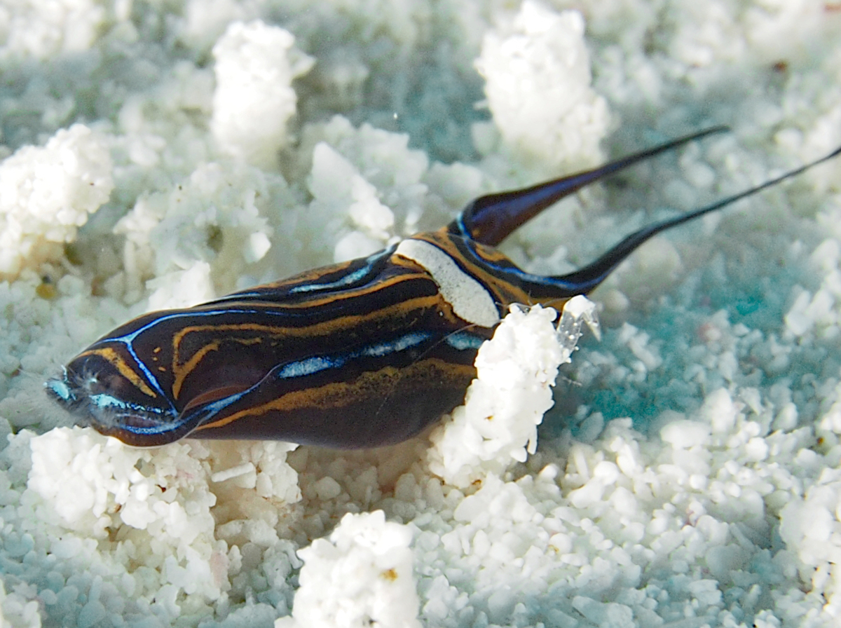 Swallowtail Headshield Slugs - Chelidonura hirundinina