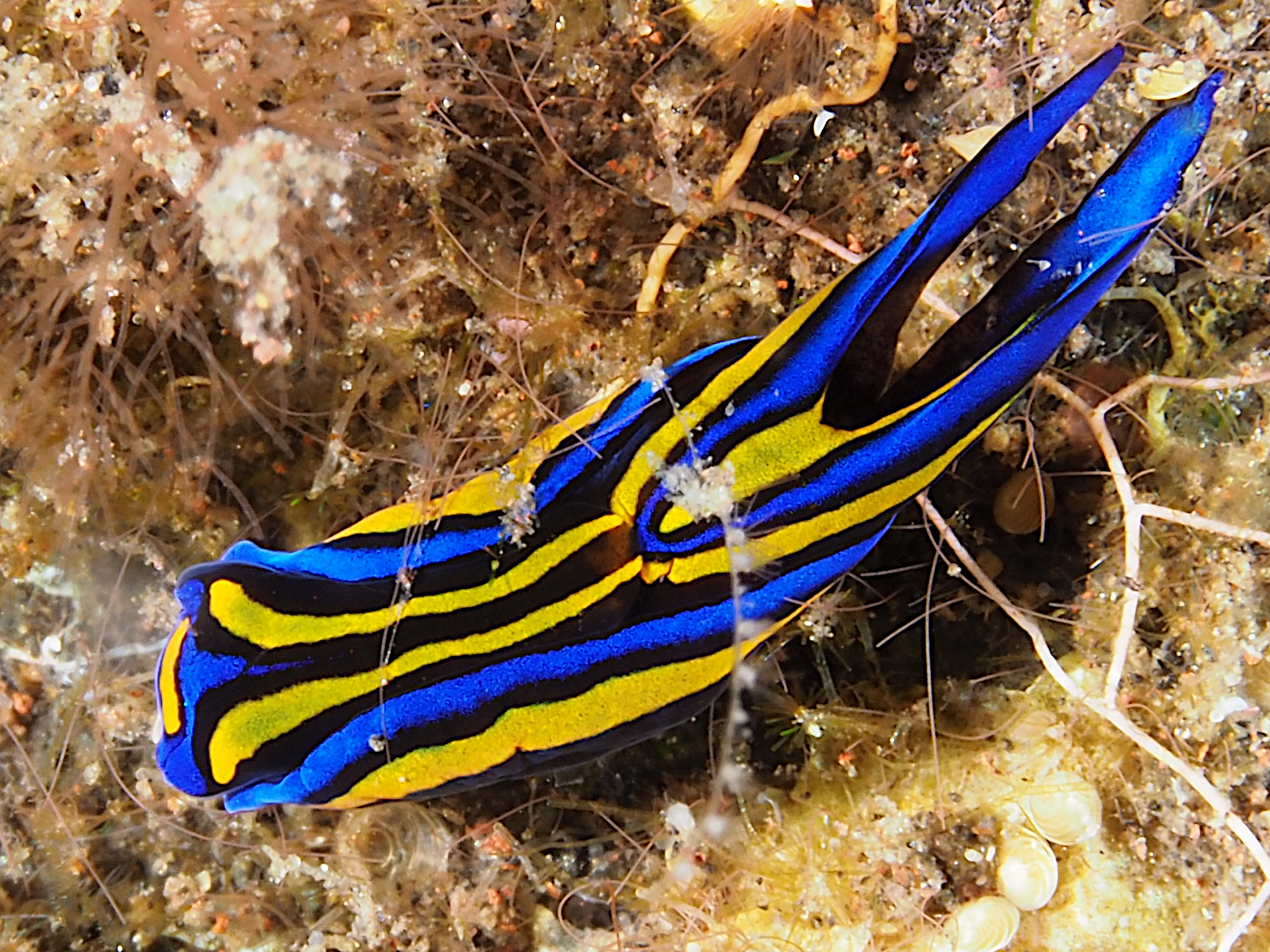 Swallowtail Headshield Slugs - Chelidonura hirundinina