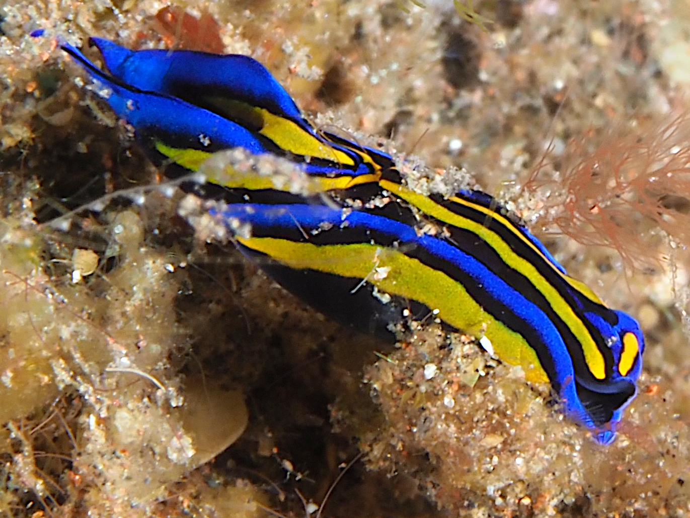 Swallowtail Headshield Slugs - Chelidonura hirundinina