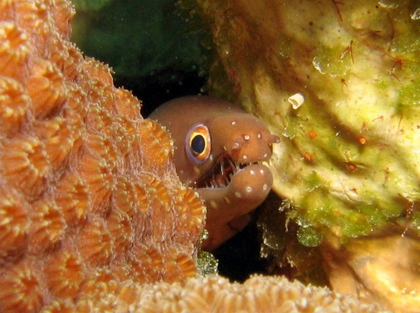 Chestnut Moray Eel - Enchelycore carychroa - Bonaire