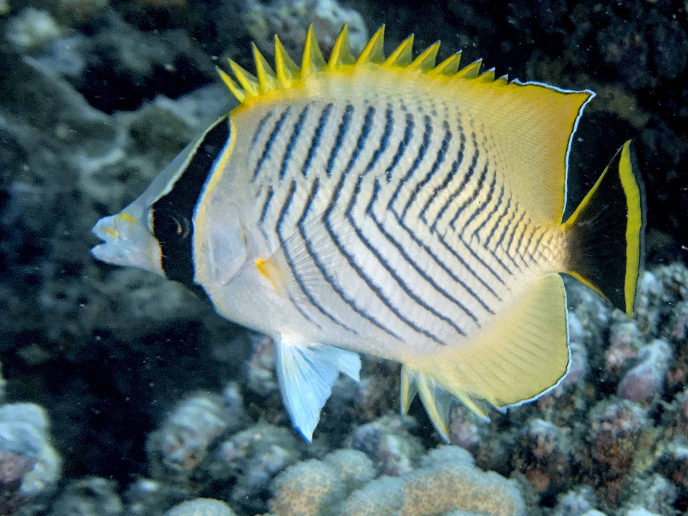 Chevroned Butterflyfish - Chaetodon trifascialis
