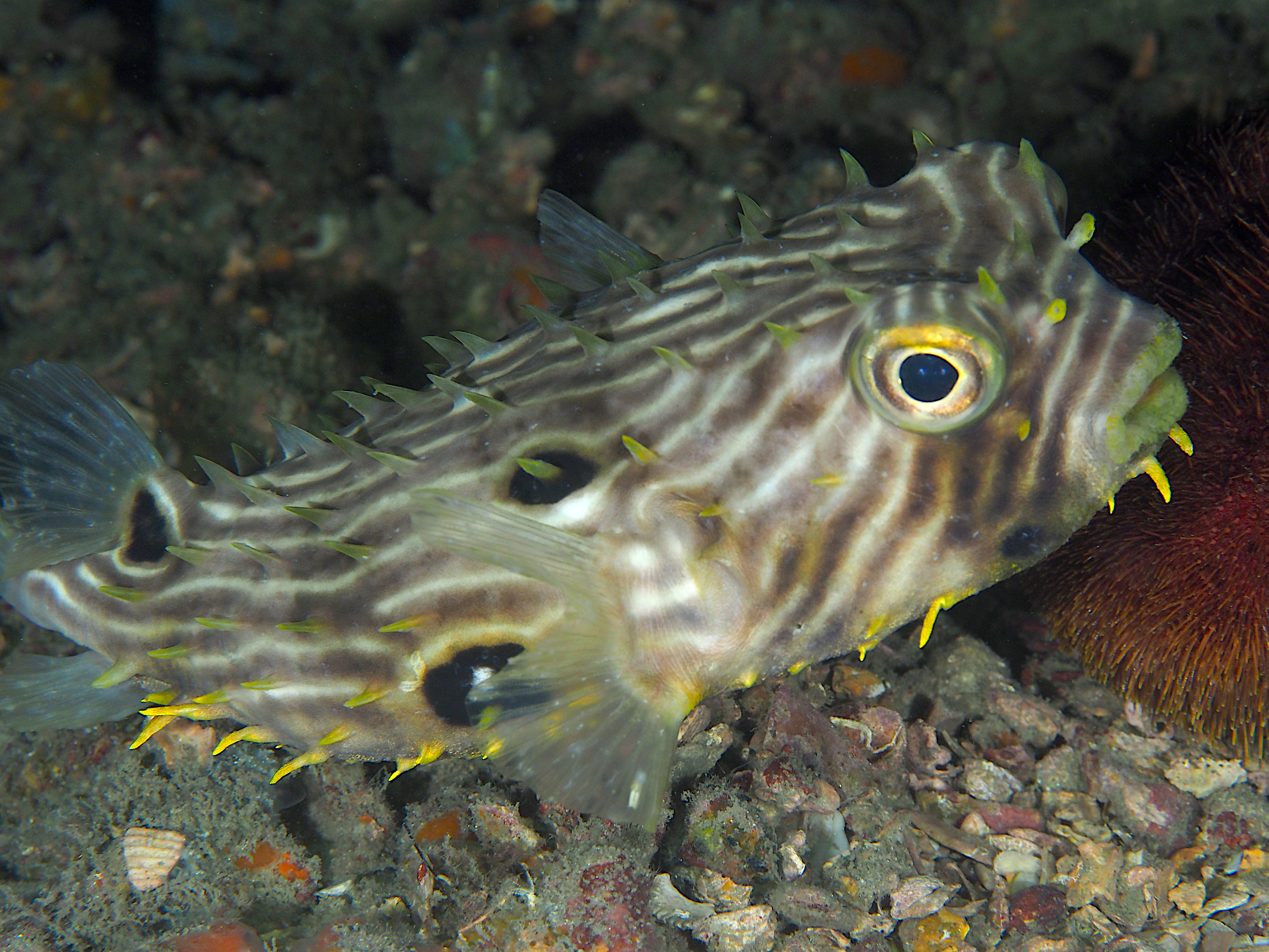 Striped Burrfish - Chilomycterus schoepfii - Blue Heron Bridge, Florida